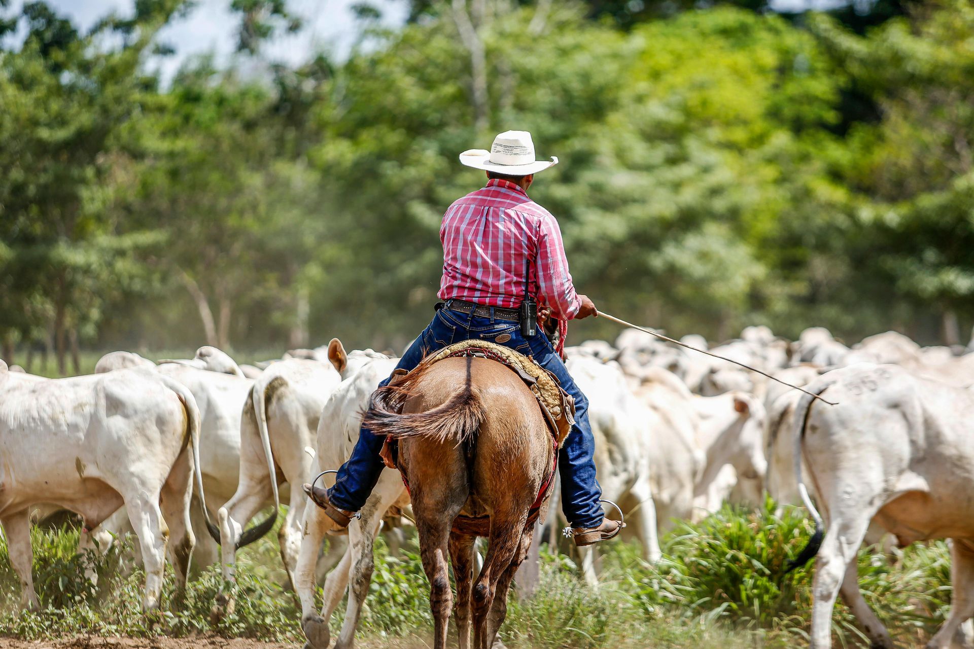 A man is riding a horse in a field with a herd of cows.