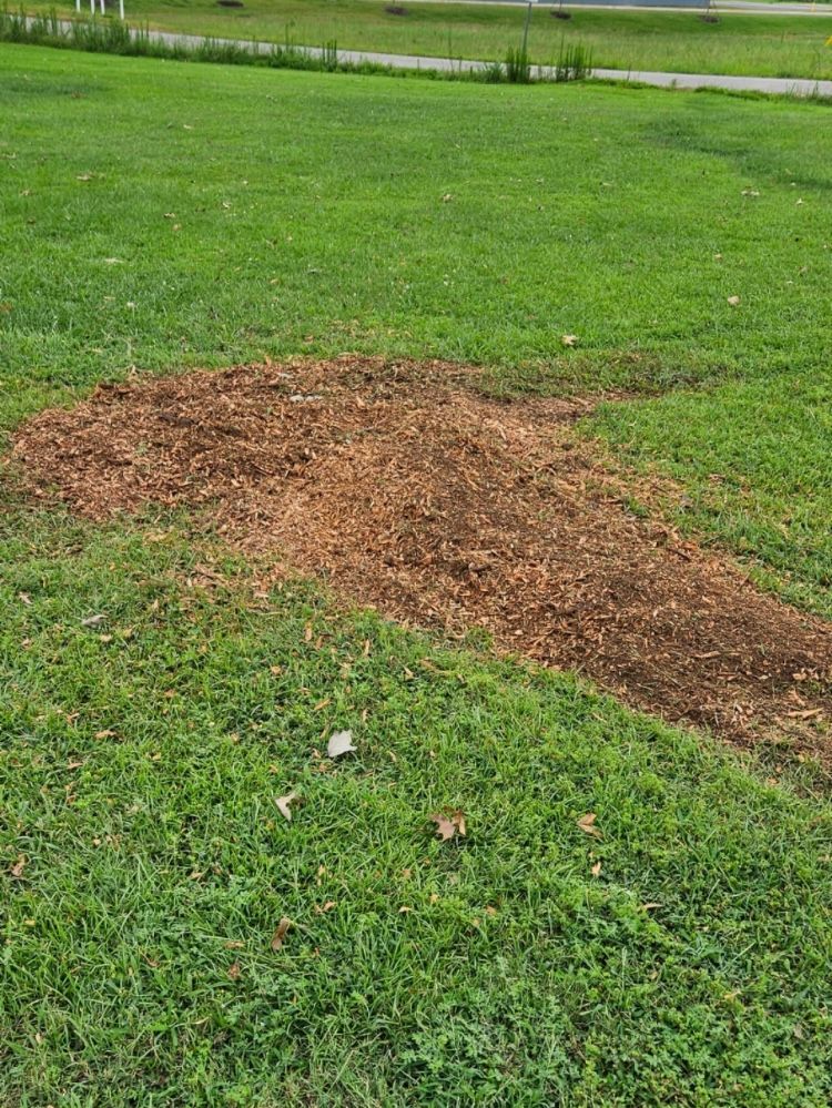 Pile of wood chips on a grassy lawn; a tree stump's remnants.