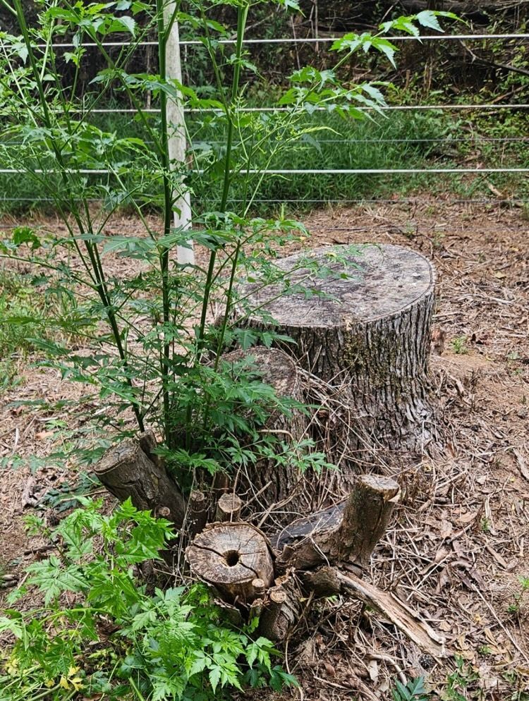 Tree stump with new green growth in a grassy outdoor setting, near a wire fence.