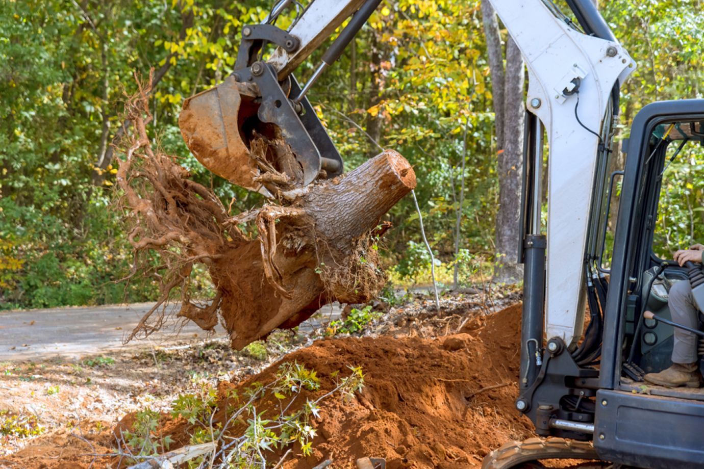 Yellow excavator clearing a forested area, trees and stumps visible.