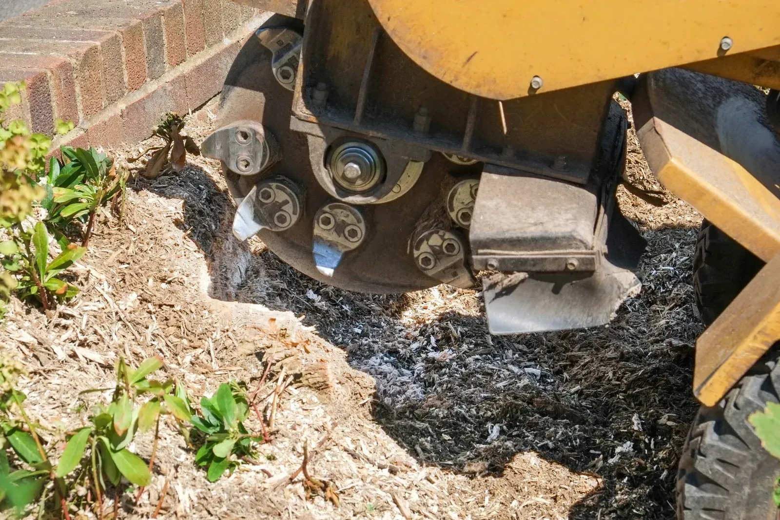 Tree stump with new green growth in a grassy outdoor setting, near a wire fence.
