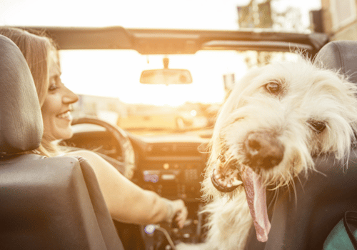 Road Trip Tips for Traveling with Pets