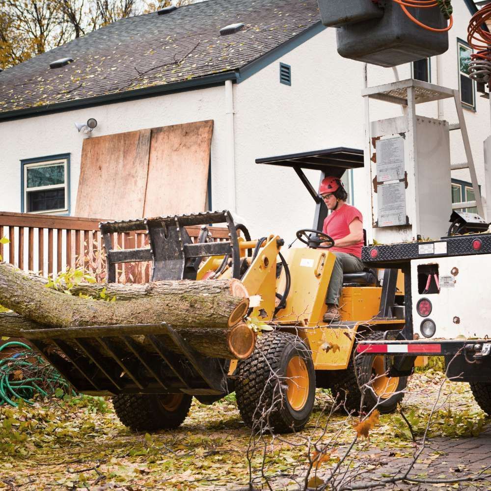 removing tree