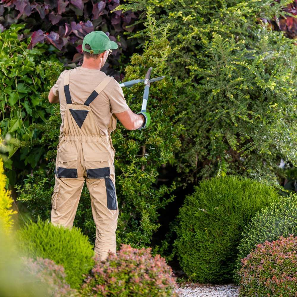 Trimming tree with our professional Gardener