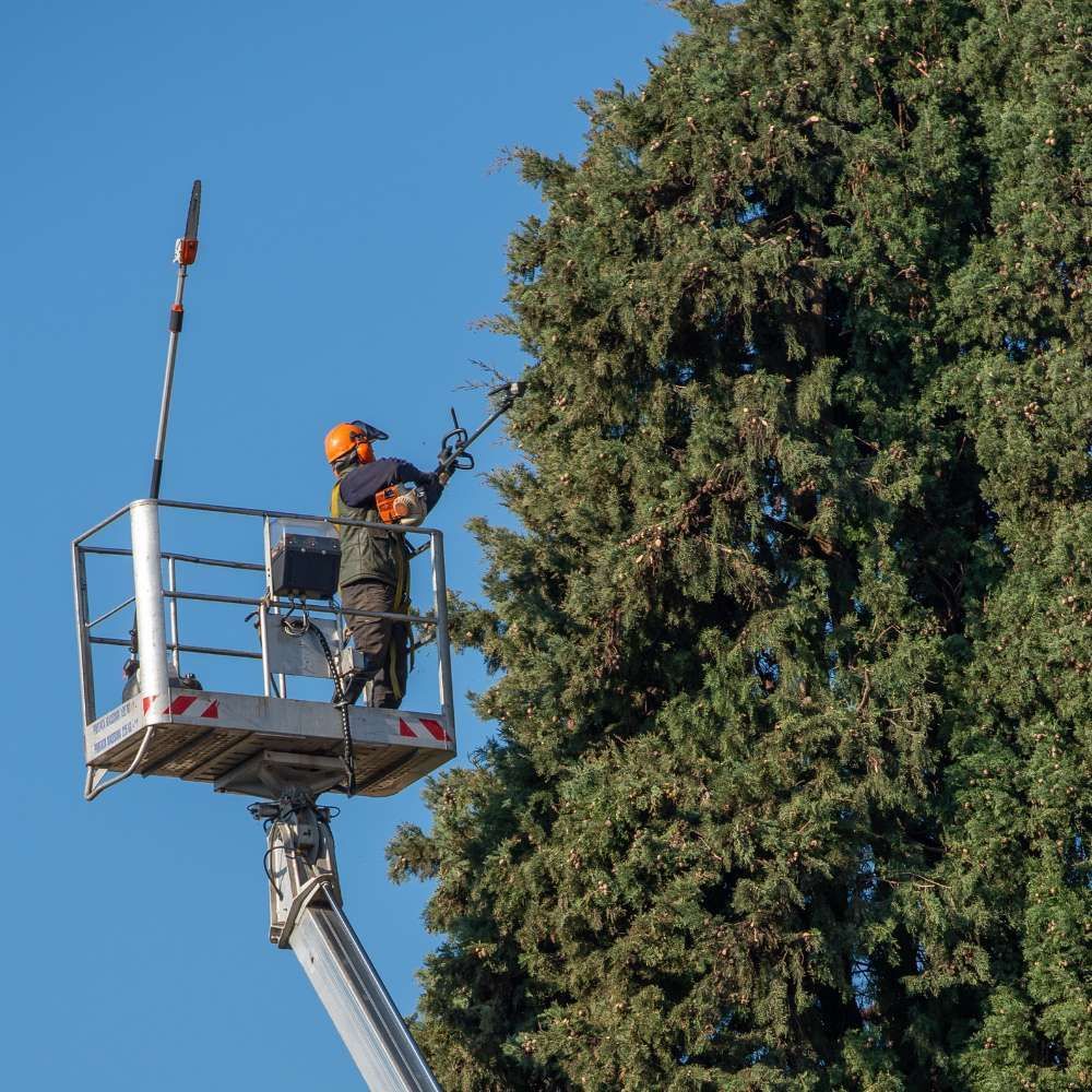 A tree care services with our professional Team