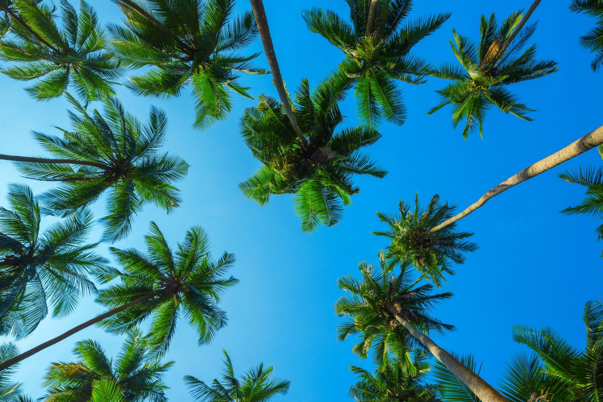 Palm trees with green fronds against a bright blue sky.