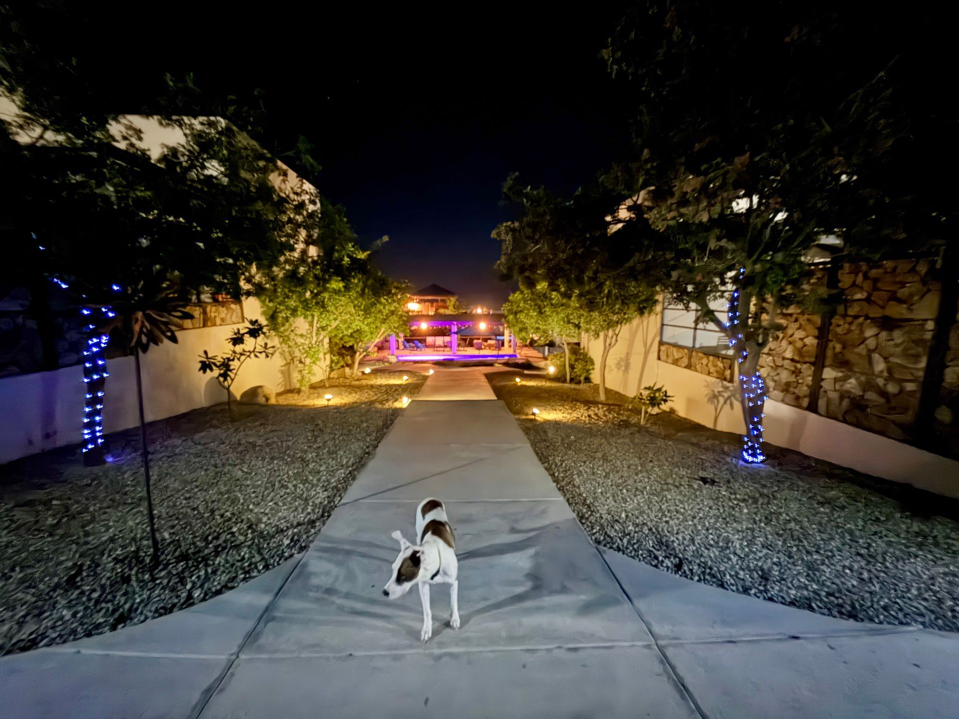 Dog walking on a sidewalk at night, illuminated by lights, trees line the path.