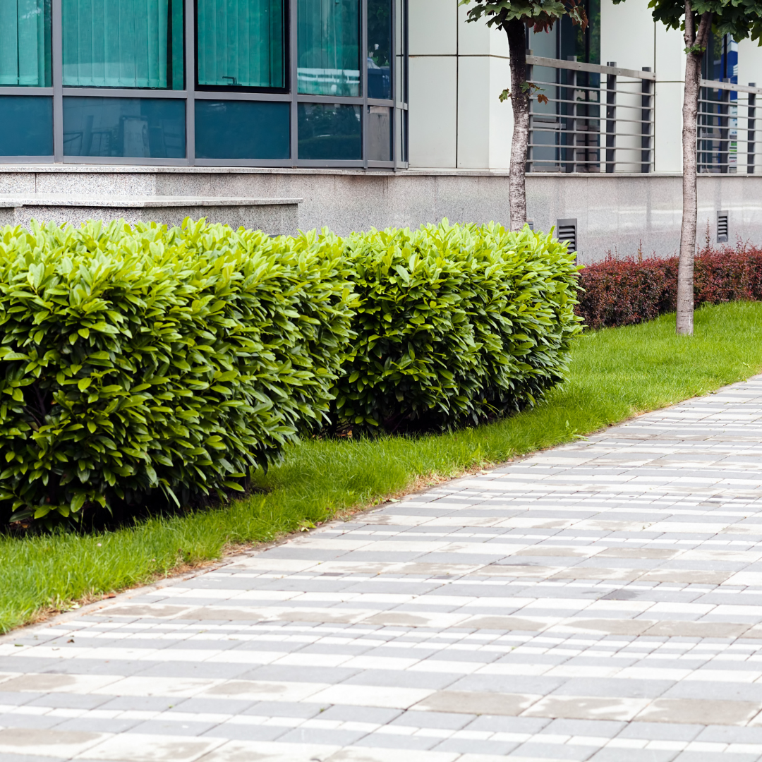 A brick walkway surrounded by bushes and grass in front of a building.