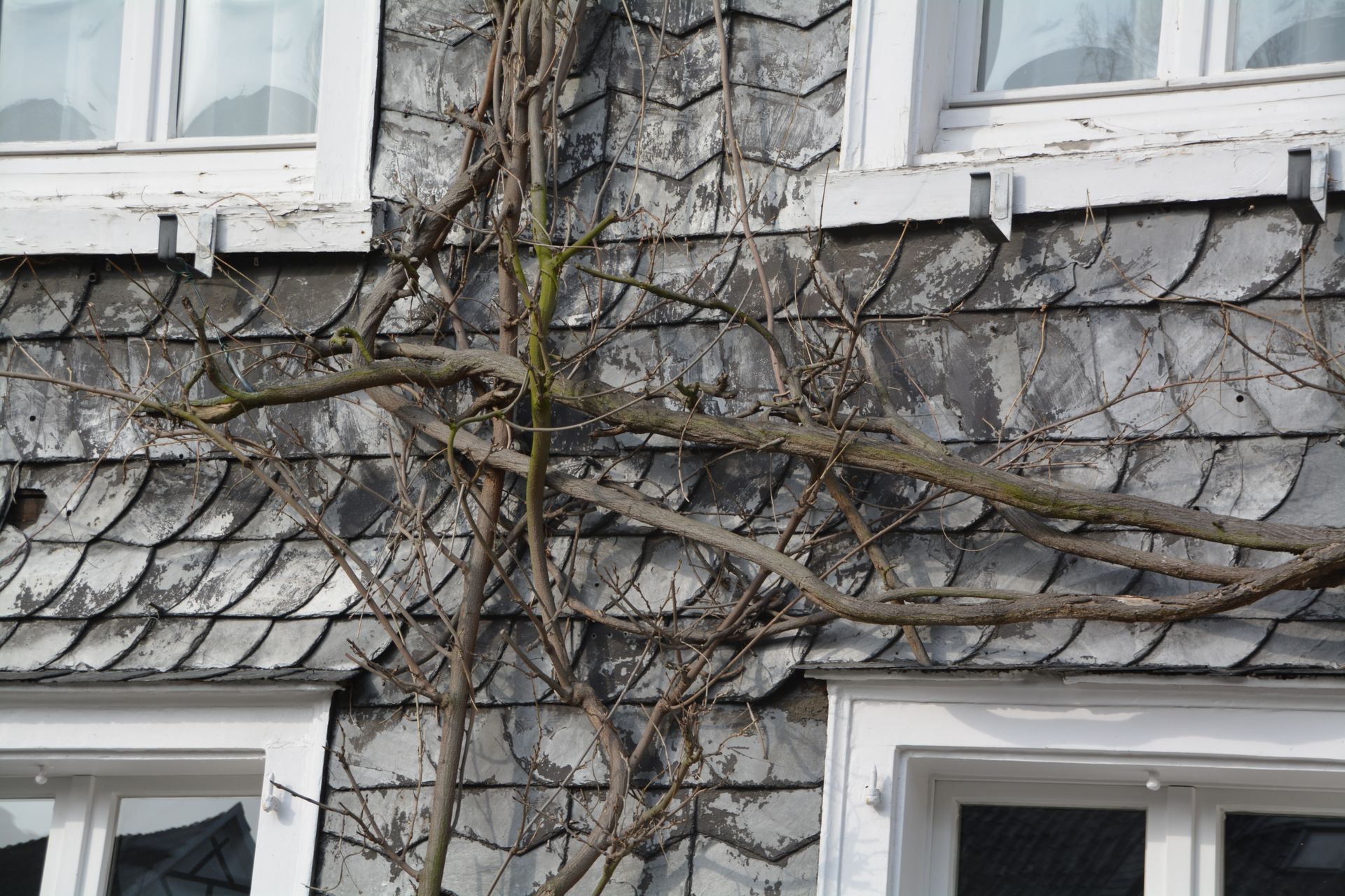 A tree is growing on the side of a building.