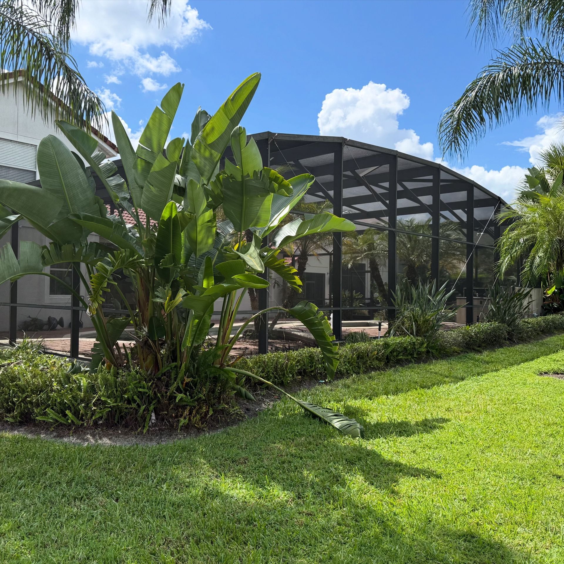 Green lawn with tropical plants and screened-in pool area against a blue sky.