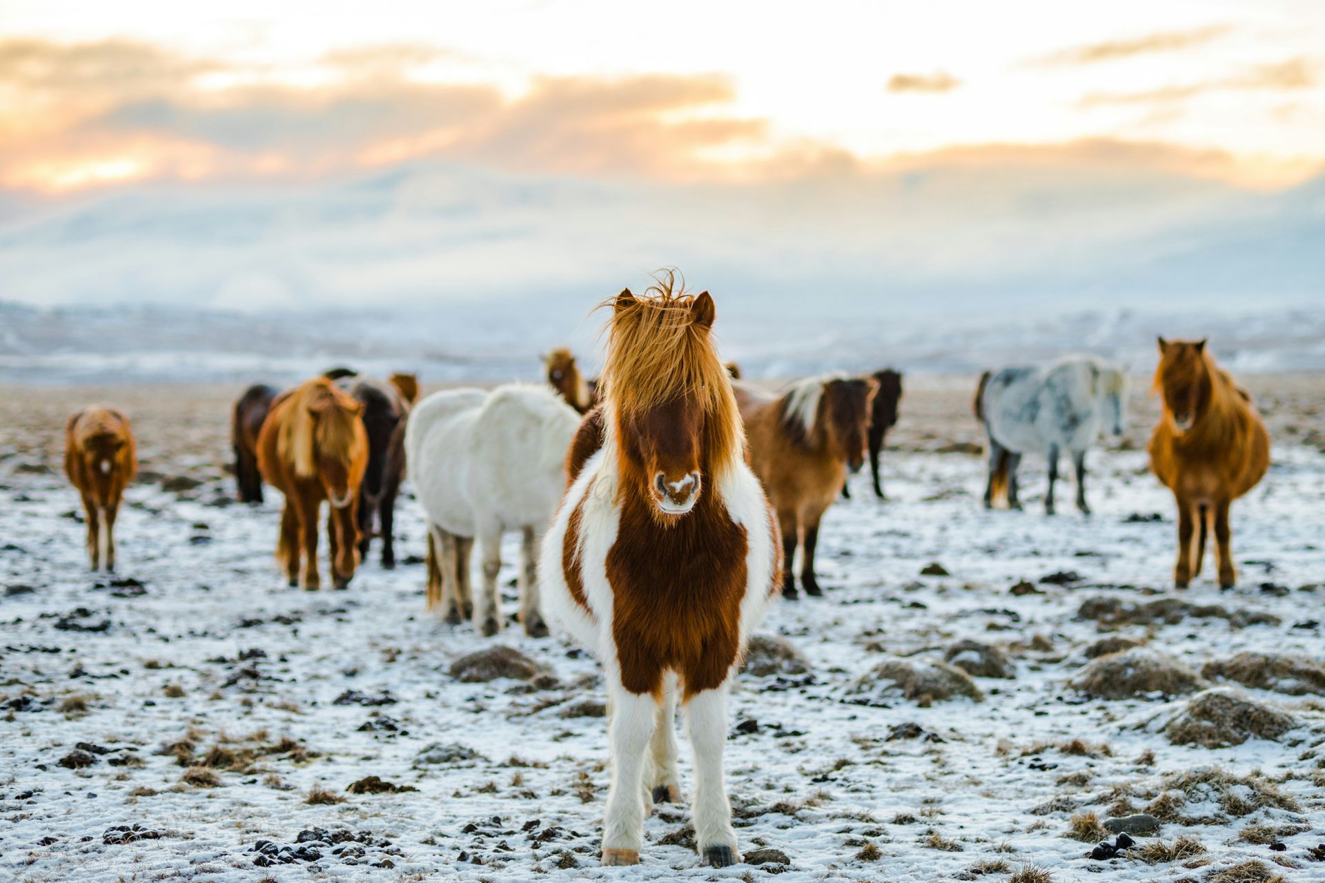 icelandic horse