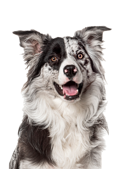 A black and white border collie dog is sitting in front of a white background and smiling.