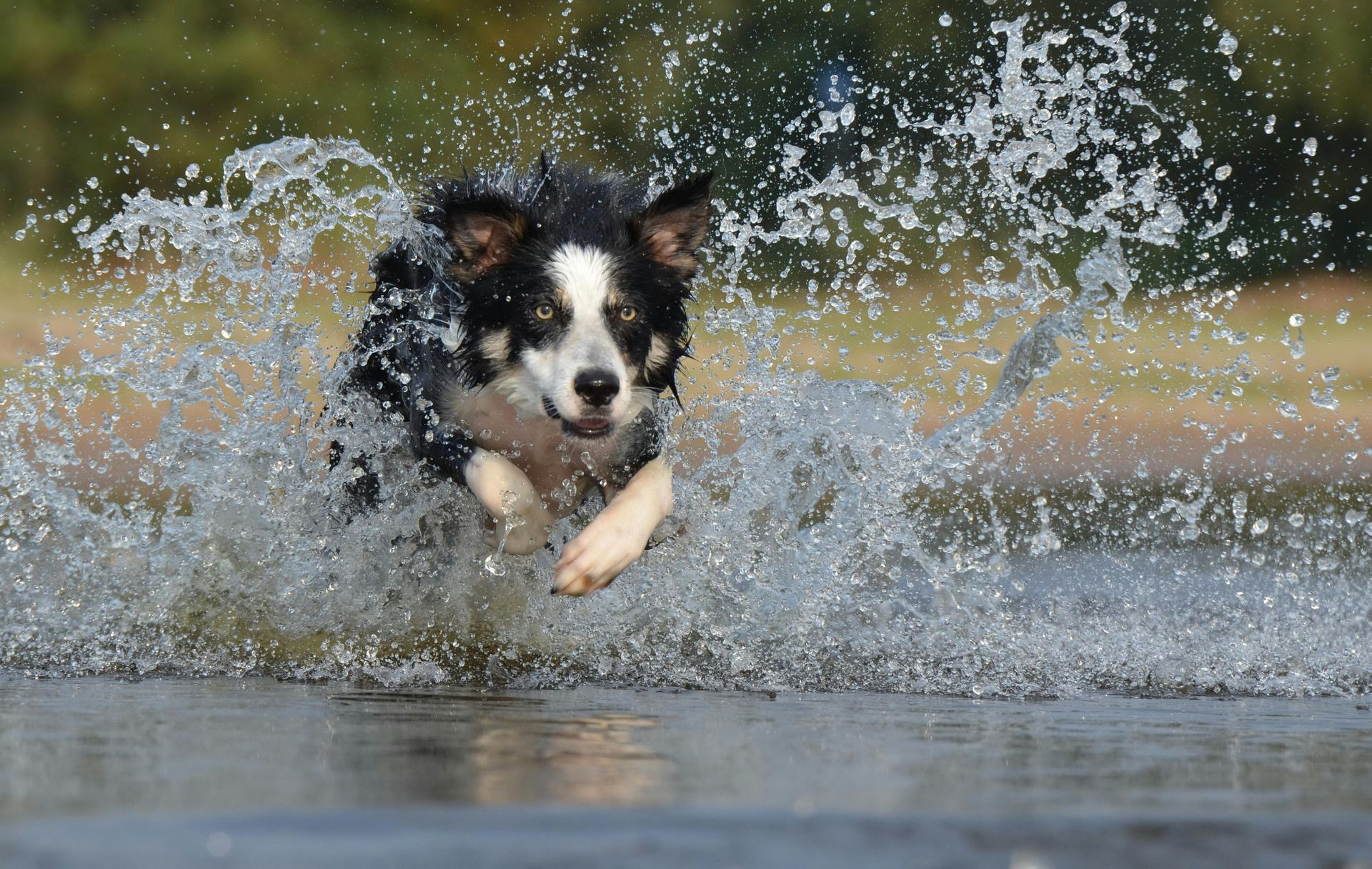 A black and white dog is running through a body of water.