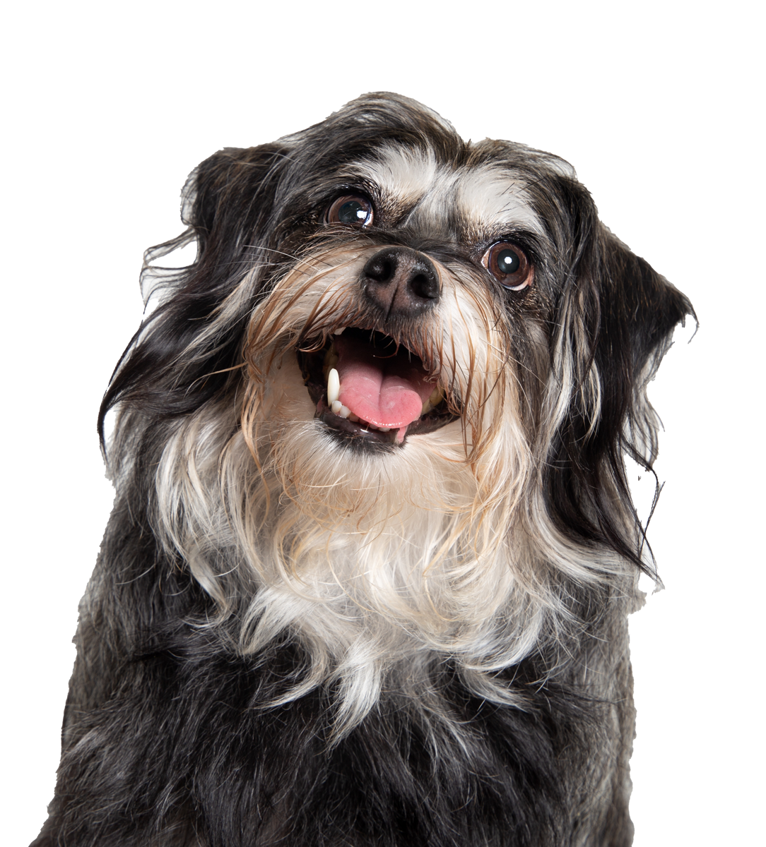 A small black and white dog with its tongue hanging out