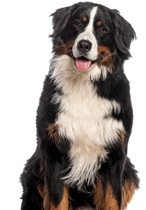 A bernese mountain dog is sitting in front of a white background.
