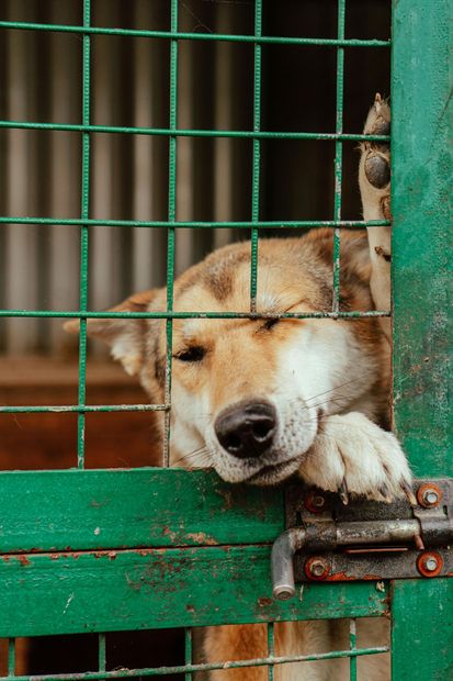 A dog is sticking its head out of a green cage.