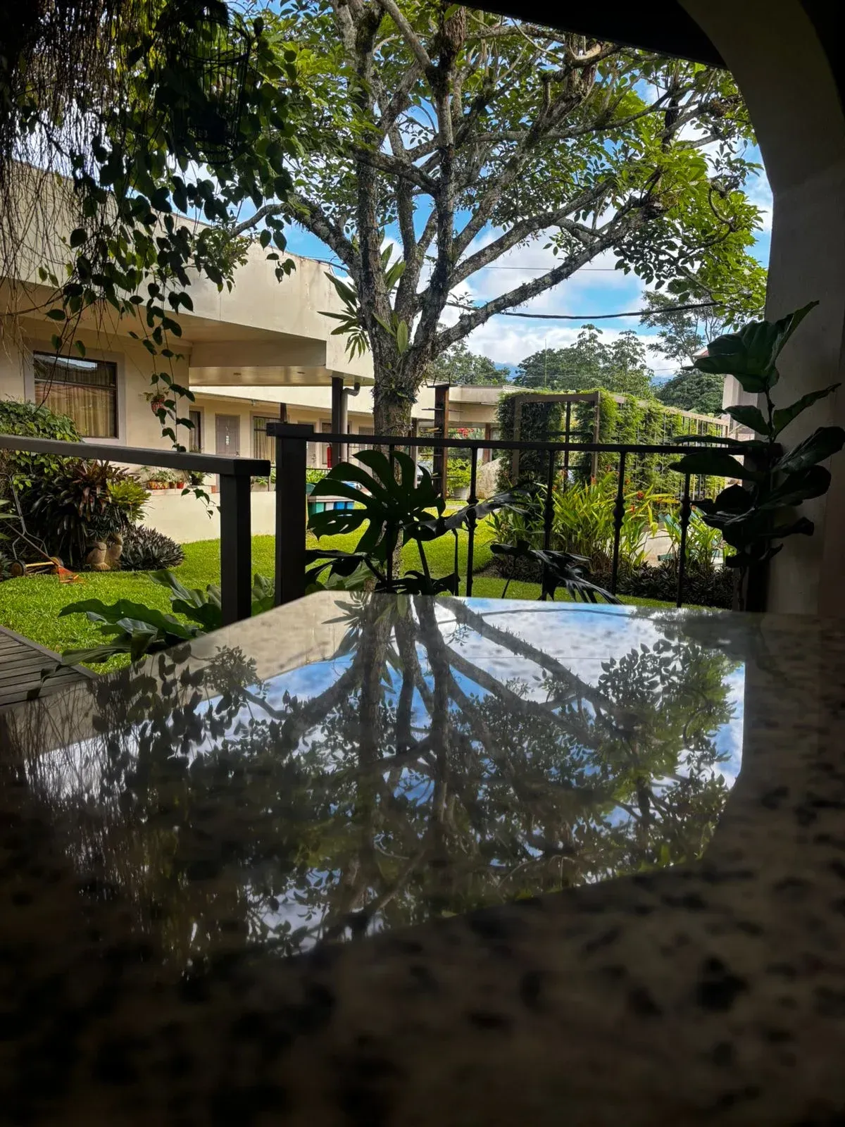 Vista desde una ventana , visualiza un árbol frondoso. Se ven follaje verde, un edificio y el cielo azul