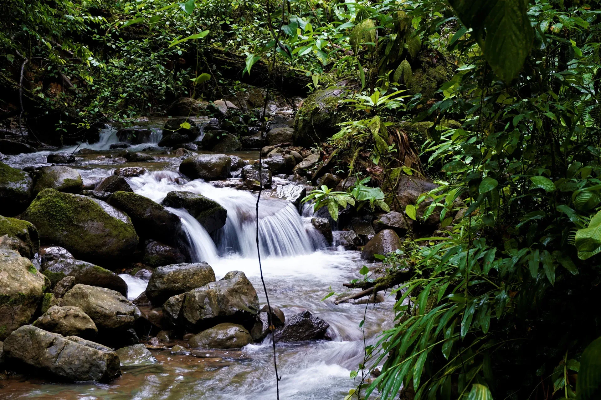 Cascada que cae por una pendiente rocosa, rodeada de exuberante follaje verde.