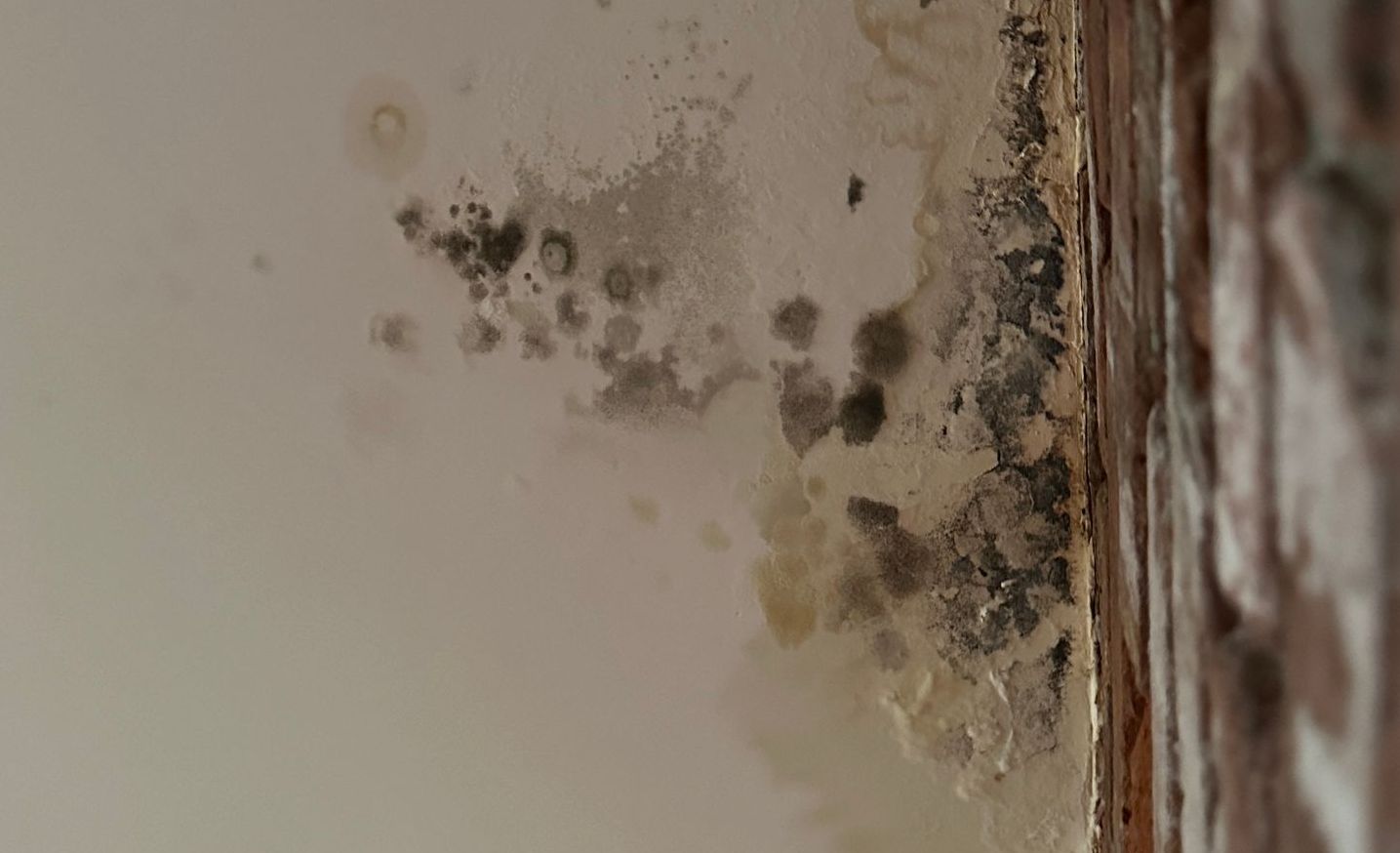 mold on drywall