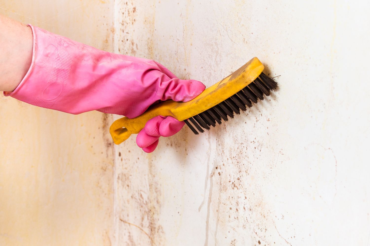 brushing-away-mold-from-wall