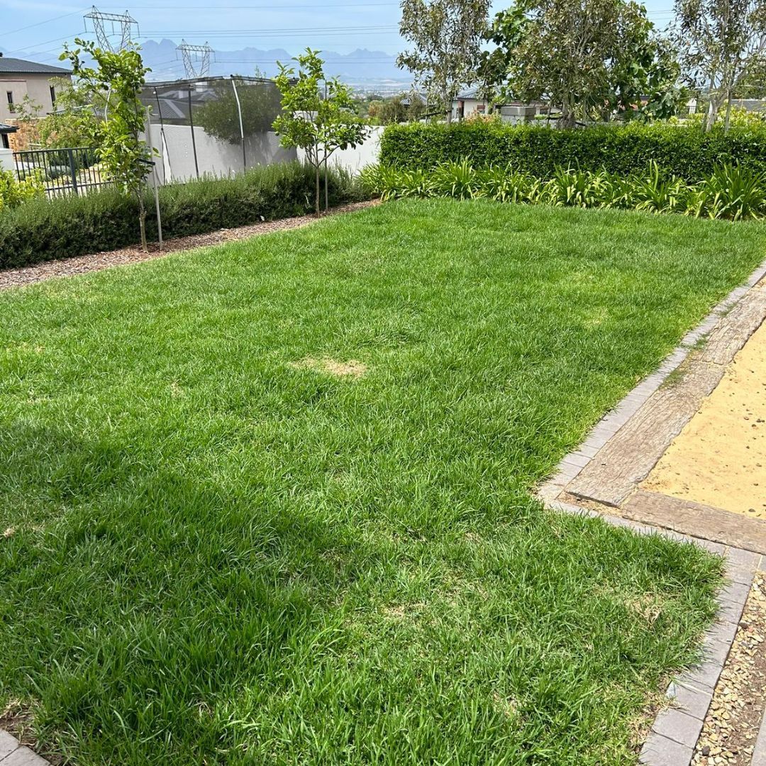 Groei PowerLawn Fertilizer - After photo