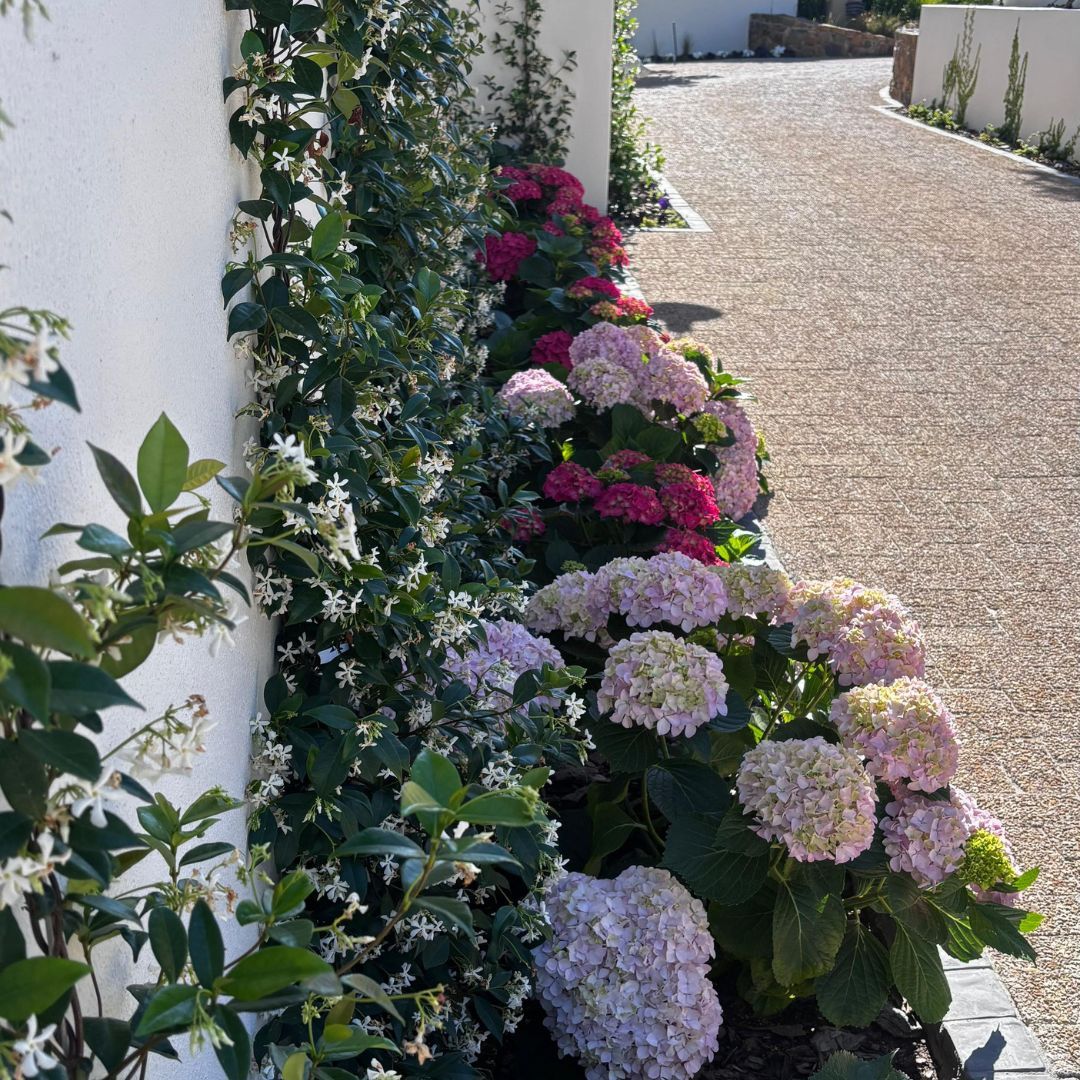 Groei PowerBloom Stimulant- After photo