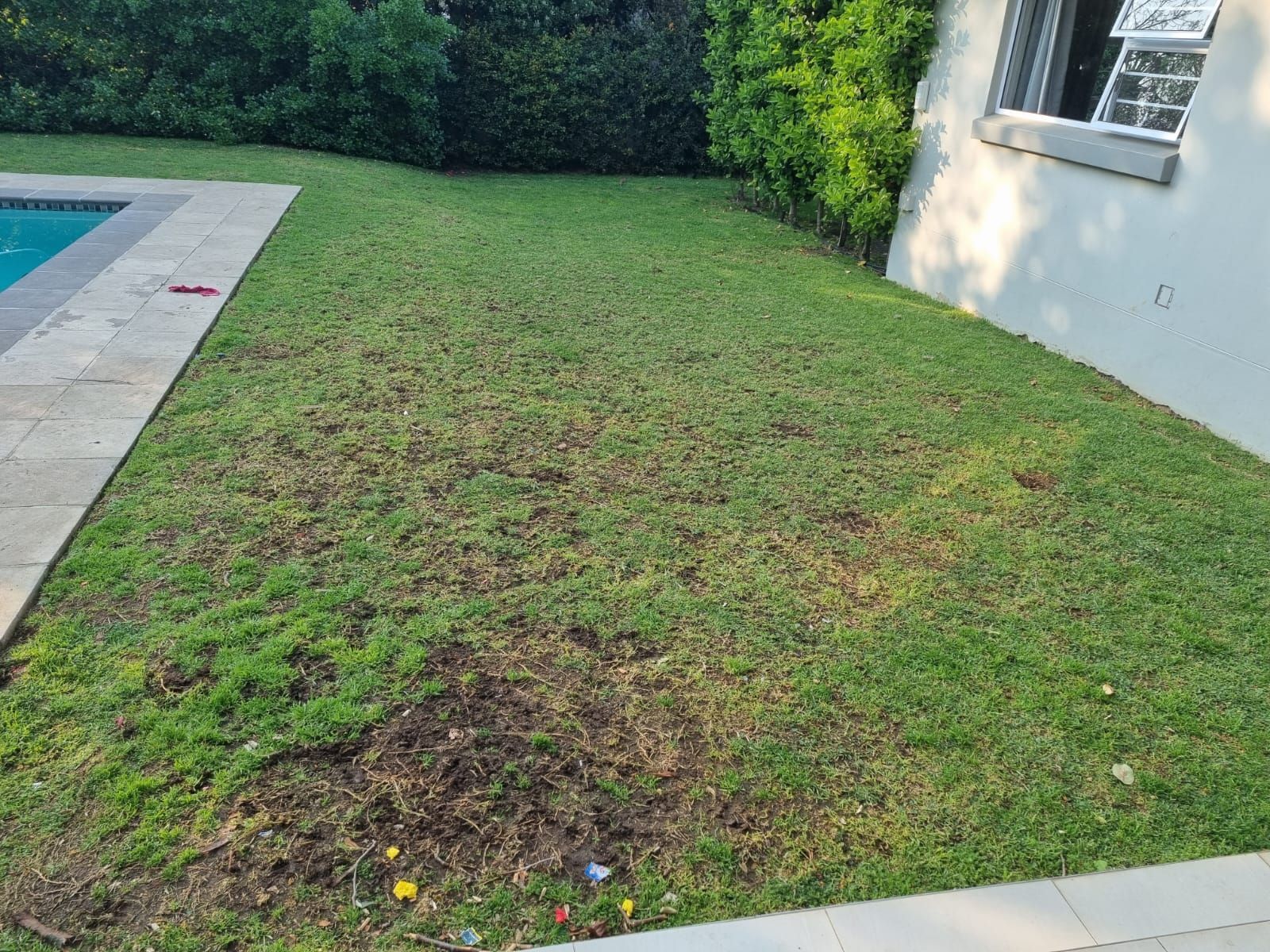 Groei PowerLawn Fertilizer - Before photo