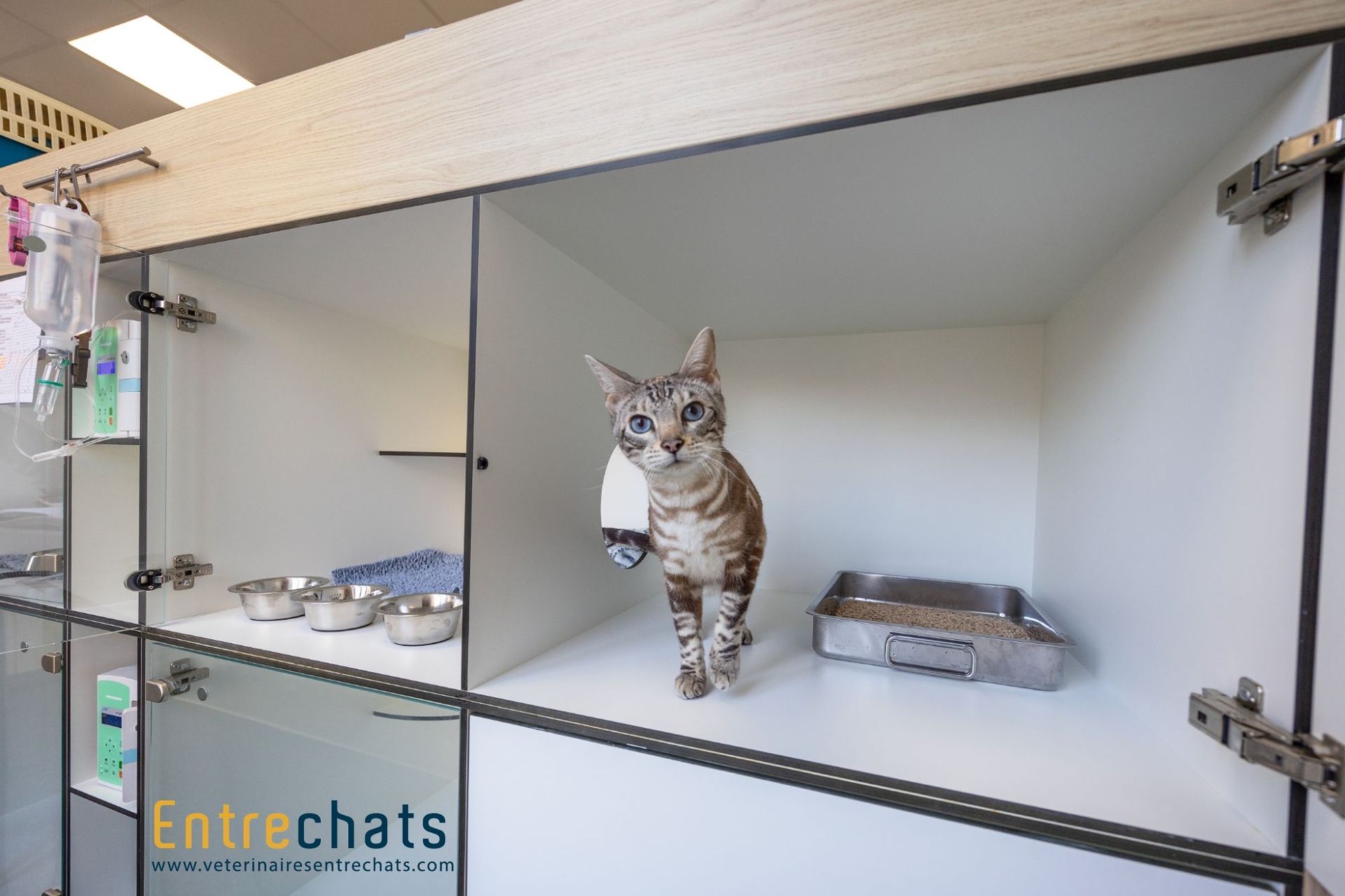 Mon doit etre hospitalisé, hospitalisation chat, mon chat est malade,  médecine féline, clinique féline Lyon, vétérinaire chats Lyon, soins pour chats, clinique Cat Friendly Lyon, hôpital pour chats, bien-être félin, spécialiste chat Rhône, Entrechats Lyon, consultation vétérinaire chat, vétérinaire chat Lyon, mon chat et moi Lyon, mon chat et moi Rhône, vaccination chat Lyon, médecine féline, soins chat, vétérinaire félin Rhône, check-up chat, prévention santé chat, vétérinaire comportement chat, chat stressé vétérinaire, chat agressif vétérinaire, comportement félin, clinique Cat Friendly Lyon, bien-être félin, soins doux chat, apaiser chat, hospitalisation chat, chirurgie féline, anesthésie chat, soins post-opératoires chat, hôpital vétérinaire Rhône, clinique féline Lyon, surveillance vétérinaire chat, chirurgie douce chat, nutrition féline, alimentation chat, prévention maladies chat, conseils vétérinaires chat, suivi de poids chat, santé féline Lyon, vétérinaire nutrition chat,clinique Cat Friendly Lyon, équipe vétérinaire chats, vétérinaire félin Lyon, médecine du chat, bien-être félin, soins respectueux, spécialiste chat Lyon, conseils vétérinaires chat, blog chat, santé du chat, comportement félin, soins chat Lyon, prévention chat