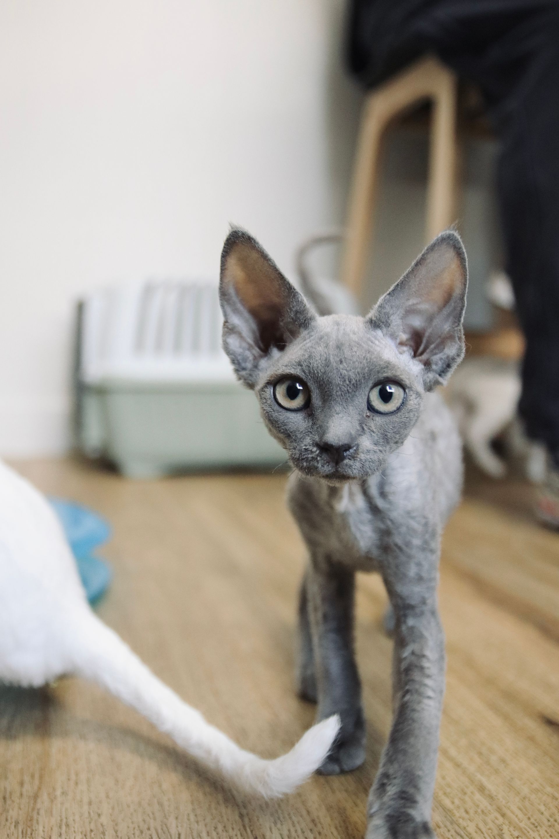 clinique vétérinaire féline, vétérinaire pour chats, vétérinaire spécialiste du chat, médecine féline, clinique féline Lyon, vétérinaire chats Lyon, soins pour chats, clinique Cat Friendly Lyon, hôpital pour chats, bien-être félin, spécialiste chat Rhône, Entrechats Lyon, consultation vétérinaire chat, vétérinaire chat Lyon, mon chat et moi Lyon, mon chat et moi Rhône, vaccination chat Lyon, médecine féline, soins chat, vétérinaire félin Rhône, check-up chat, prévention santé chat, vétérinaire comportement chat, chat stressé vétérinaire, chat agressif vétérinaire, comportement félin, clinique Cat Friendly Lyon, bien-être félin, soins doux chat, apaiser chat, hospitalisation chat, chirurgie féline, anesthésie chat, soins post-opératoires chat, hôpital vétérinaire Rhône, clinique féline Lyon, surveillance vétérinaire chat, chirurgie douce chat, nutrition féline, alimentation chat, prévention maladies chat, conseils vétérinaires chat, suivi de poids chat, santé féline Lyon, vétérinaire nutrition chat,clinique Cat Friendly Lyon, équipe vétérinaire chats, vétérinaire félin Lyon, médecine du chat, bien-être félin, soins respectueux, spécialiste chat Lyon, conseils vétérinaires chat, blog chat, santé du chat, comportement félin, soins chat Lyon, prévention chat,