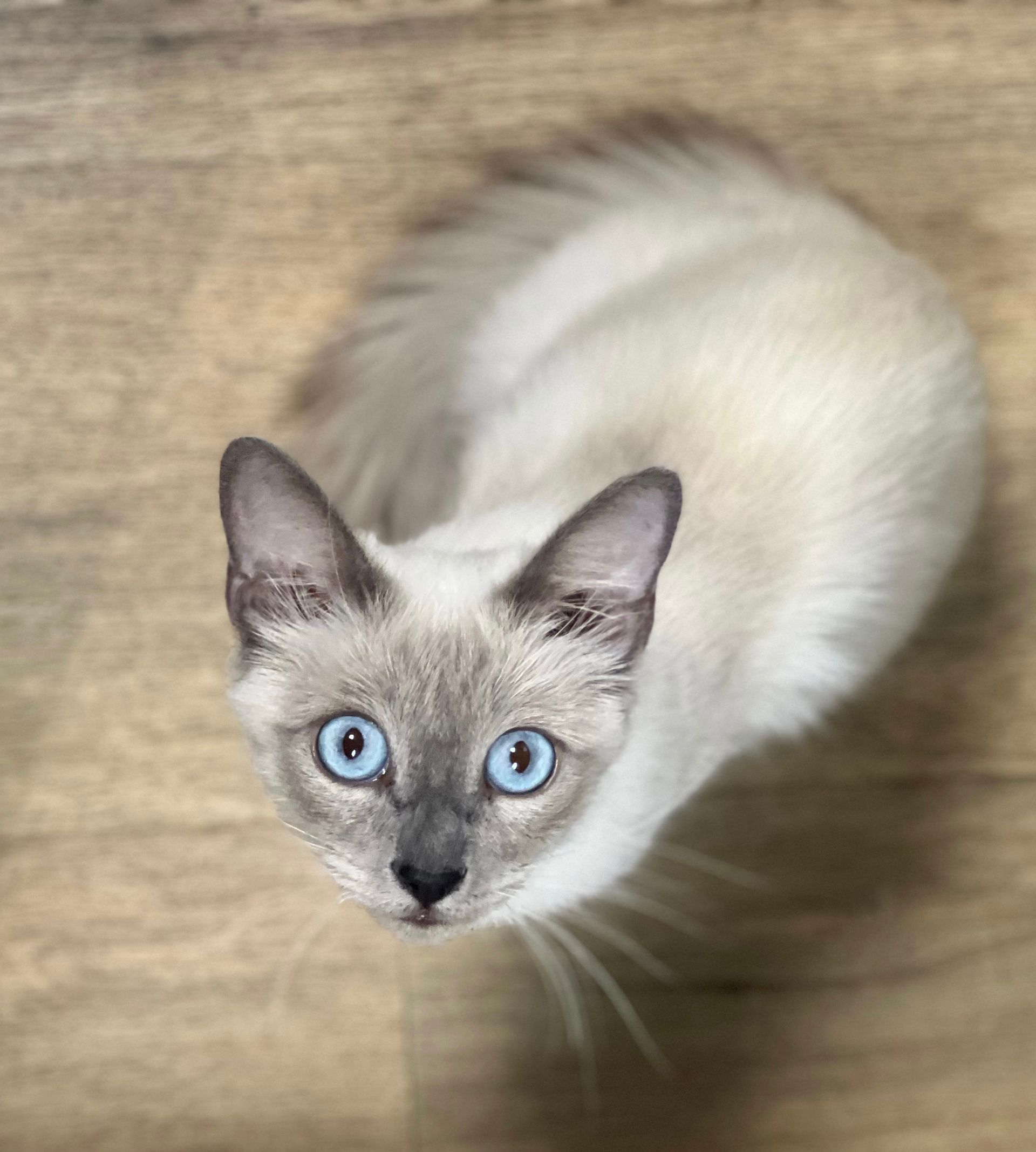 clinique vétérinaire féline, vétérinaire pour chats, vétérinaire spécialiste du chat, médecine féline, clinique féline Lyon, vétérinaire chats Lyon, soins pour chats, clinique Cat Friendly Lyon, hôpital pour chats, bien-être félin, spécialiste chat Rhône, Entrechats Lyon, consultation vétérinaire chat, vétérinaire chat Lyon, mon chat et moi Lyon, mon chat et moi Rhône, vaccination chat Lyon, médecine féline, soins chat, vétérinaire félin Rhône, check-up chat, prévention santé chat, vétérinaire comportement chat, chat stressé vétérinaire, chat agressif vétérinaire, comportement félin, clinique Cat Friendly Lyon, bien-être félin, soins doux chat, apaiser chat, hospitalisation chat, chirurgie féline, anesthésie chat, soins post-opératoires chat, hôpital vétérinaire Rhône, clinique féline Lyon, surveillance vétérinaire chat, chirurgie douce chat, nutrition féline, alimentation chat, prévention maladies chat, conseils vétérinaires chat, suivi de poids chat, santé féline Lyon, vétérinaire nutrition chat,clinique Cat Friendly Lyon, équipe vétérinaire chats, vétérinaire félin Lyon, médecine du chat, bien-être félin, soins respectueux, spécialiste chat Lyon, conseils vétérinaires chat, blog chat, santé du chat, comportement félin, soins chat Lyon, prévention chat,