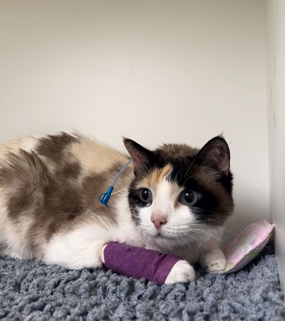 mon chat a une sonde , mon chat ne mange plus, mon chat est anorexique