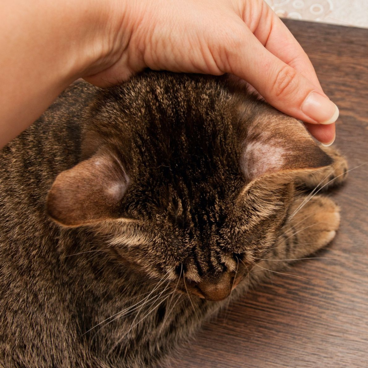 Teigne chat, teigne féline, mycose chat, infection cutanée chat, symptômes teigne chat, traitement teigne chat, teigne chat contagieuse humain, prévention teigne chat, soigner teigne chat naturellement, teigne chez le chat causes et soins, consultation vétérinaire teigne chat  Entrechats Lyon, consultation vétérinaire chat, vétérinaire chat Lyon, mon chat et moi Lyon, mon chat et moi Rhône, vaccination chat Lyon, médecine féline, soins chat, vétérinaire félin Rhône, check-up chat, prévention santé chat, vétérinaire comportement chat, chat stressé vétérinaire, chat agressif vétérinaire, comportement félin, clinique Cat Friendly Lyon, bien-être félin, soins doux chat, apaiser chat, hospitalisation chat, chirurgie féline, anesthésie chat, soins post-opératoires chat, hôpital vétérinaire Rhône, clinique féline Lyon, surveillance vétérinaire chat, chirurgie douce chat, nutrition féline, alimentation chat, prévention maladies chat, conseils vétérinaires chat, suivi de poids chat, santé féline Lyon, vétérinaire nutrition chat,clinique Cat Friendly Lyon, équipe vétérinaire chats, vétérinaire félin Lyon, médecine du chat, bien-être félin, soins respectueux, spécialiste chat Lyon, conseils vétérinaires chat, blog chat, santé du chat, comportement félin, soins chat Lyon, prévention chat