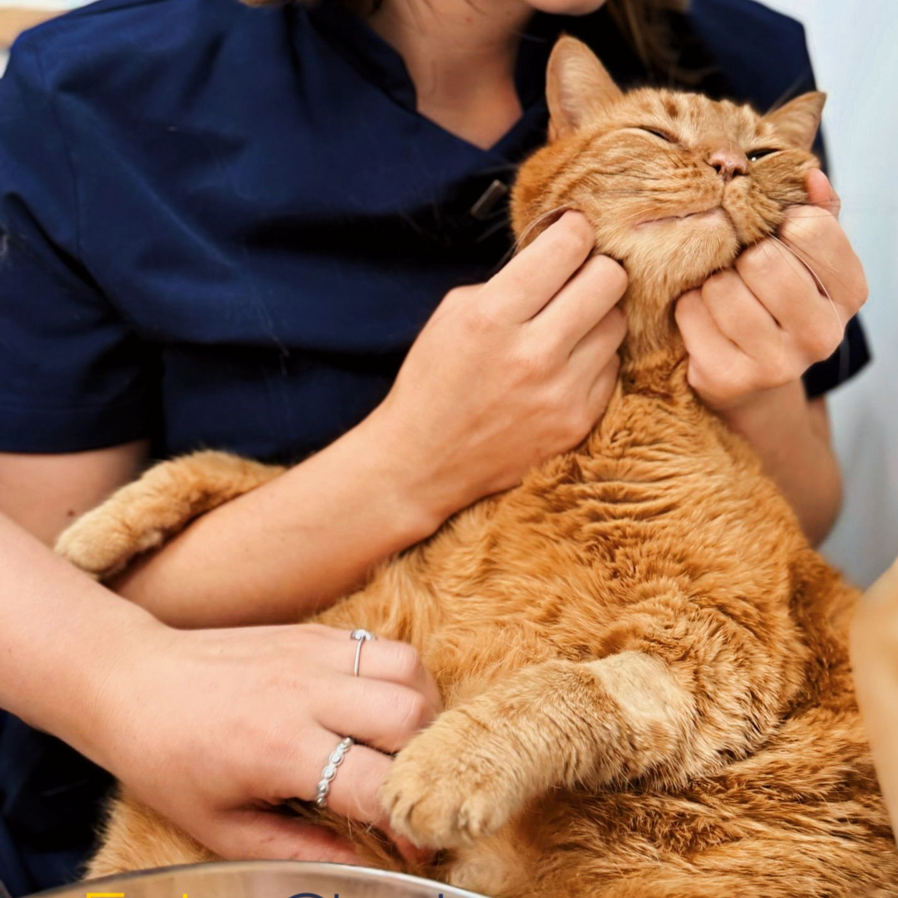Mon chat est gros, mon chat a pris du poids, mon chat mange beaucoup, comment faire maigrir mon chat