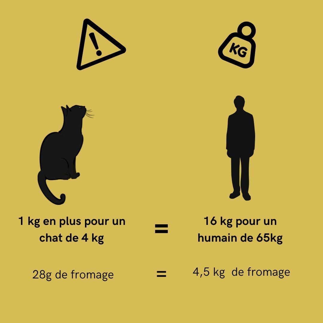 Mon chat est gros, mon chat a pris du poids, mon chat mange beaucoup, comment faire maigrir mon chat, mon chat est en surpoids, médecine féline, clinique féline Lyon, vétérinaire chats Lyon, soins pour chats, clinique Cat Friendly Lyon, hôpital pour chats, bien-être félin, spécialiste chat Rhône, Entrechats Lyon, consultation vétérinaire chat, vétérinaire chat Lyon, mon chat et moi Lyon, mon chat et moi Rhône, vaccination chat Lyon, médecine féline, soins chat, vétérinaire félin Rhône, check-up chat, prévention santé chat, vétérinaire comportement chat, chat stressé vétérinaire, chat agressif vétérinaire, comportement félin, clinique Cat Friendly Lyon, bien-être félin, soins doux chat, apaiser chat, hospitalisation chat, chirurgie féline, anesthésie chat, soins post-opératoires chat, hôpital vétérinaire Rhône, clinique féline Lyon, surveillance vétérinaire chat, chirurgie douce chat, nutrition féline, alimentation chat, prévention maladies chat, conseils vétérinaires chat, suivi de poids chat, santé féline Lyon, vétérinaire nutrition chat,clinique Cat Friendly Lyon, équipe vétérinaire chats, vétérinaire félin Lyon, médecine du chat, bien-être félin, soins respectueux, spécialiste chat Lyon, conseils vétérinaires chat, blog chat, santé du chat, comportement félin, soins chat Lyon, prévention chat