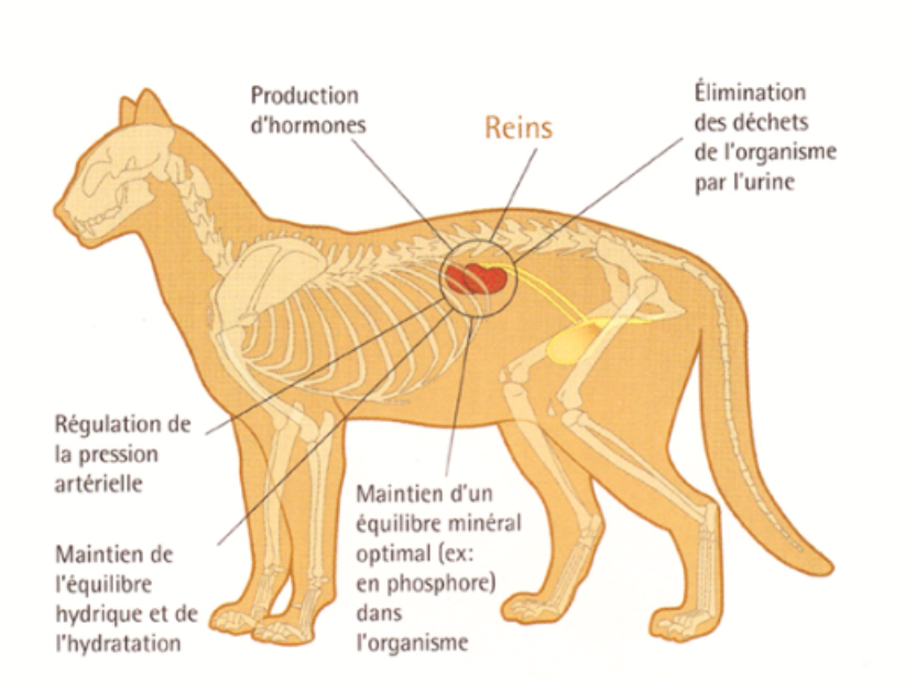 mon chat est insuffisant rénal, comment savoir si mon chat est insuffisant renal, insuffisance renal du chat , mon chat boit plus, mon chat maigrit ,vétérinaire féline, vétérinaire pour chats, vétérinaire spécialiste du chat, médecine féline, clinique féline Lyon, vétérinaire chats Lyon, soins pour chats, clinique Cat Friendly Lyon, hôpital pour chats, bien-être félin, spécialiste chat Rhône, Entrechats Lyon, consultation vétérinaire chat, vétérinaire chat Lyon, mon chat et moi Lyon, mon chat et moi Rhône, vaccination chat Lyon, médecine féline, soins chat, vétérinaire félin Rhône, check-up chat, prévention santé chat, vétérinaire comportement chat, chat stressé vétérinaire, chat agressif vétérinaire, comportement félin, clinique Cat Friendly Lyon, bien-être félin, soins doux chat, apaiser chat, hospitalisation chat, chirurgie féline, anesthésie chat, soins post-opératoires chat, hôpital vétérinaire Rhône, clinique féline Lyon, surveillance vétérinaire chat, chirurgie douce chat, nutrition féline, alimentation chat, prévention maladies chat, conseils vétérinaires chat, suivi de poids chat, santé féline Lyon, vétérinaire nutrition chat,clinique Cat Friendly Lyon, équipe vétérinaire chats, vétérinaire félin Lyon, médecine du chat, bien-être félin, soins respectueux, spécialiste chat Lyon, conseils vétérinaires chat, blog chat, santé du chat, comportement félin, soins chat Lyon, prévention chat