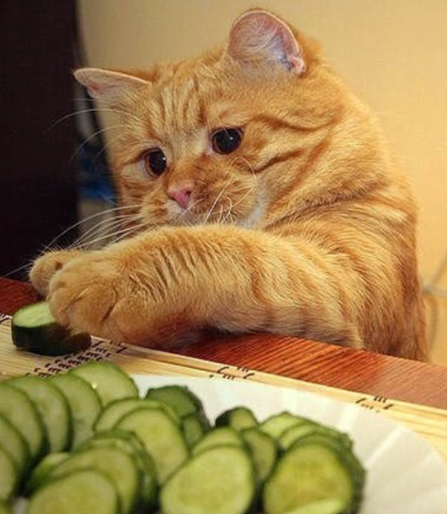 Courgettes chat, courgettes pour chat, légumes pour chat, aliment sain chat, donner légumes chat, chat mange courgettes, alimentation féline légumes, bienfaits courgettes chat, recette courgettes chat, légumes cuits pour chat, consultation vétérinaire teigne chat  Entrechats Lyon, consultation vétérinaire chat, vétérinaire chat Lyon, mon chat et moi Lyon, mon chat et moi Rhône, vaccination chat Lyon, médecine féline, soins chat, vétérinaire félin Rhône, check-up chat, prévention santé chat, vétérinaire comportement chat, chat stressé vétérinaire, chat agressif vétérinaire, comportement félin, clinique Cat Friendly Lyon, bien-être félin, soins doux chat, apaiser chat, hospitalisation chat, chirurgie féline, anesthésie chat, soins post-opératoires chat, hôpital vétérinaire Rhône, clinique féline Lyon, surveillance vétérinaire chat, chirurgie douce chat, nutrition féline, alimentation chat, prévention maladies chat, conseils vétérinaires chat, suivi de poids chat, santé féline Lyon, vétérinaire nutrition chat,clinique Cat Friendly Lyon, équipe vétérinaire chats, vétérinaire félin Lyon, médecine du chat, bien-être félin, soins respectueux, spécialiste chat Lyon, conseils vétérinaires chat, blog chat, santé du chat, comportement félin, soins chat Lyon, prévention chat