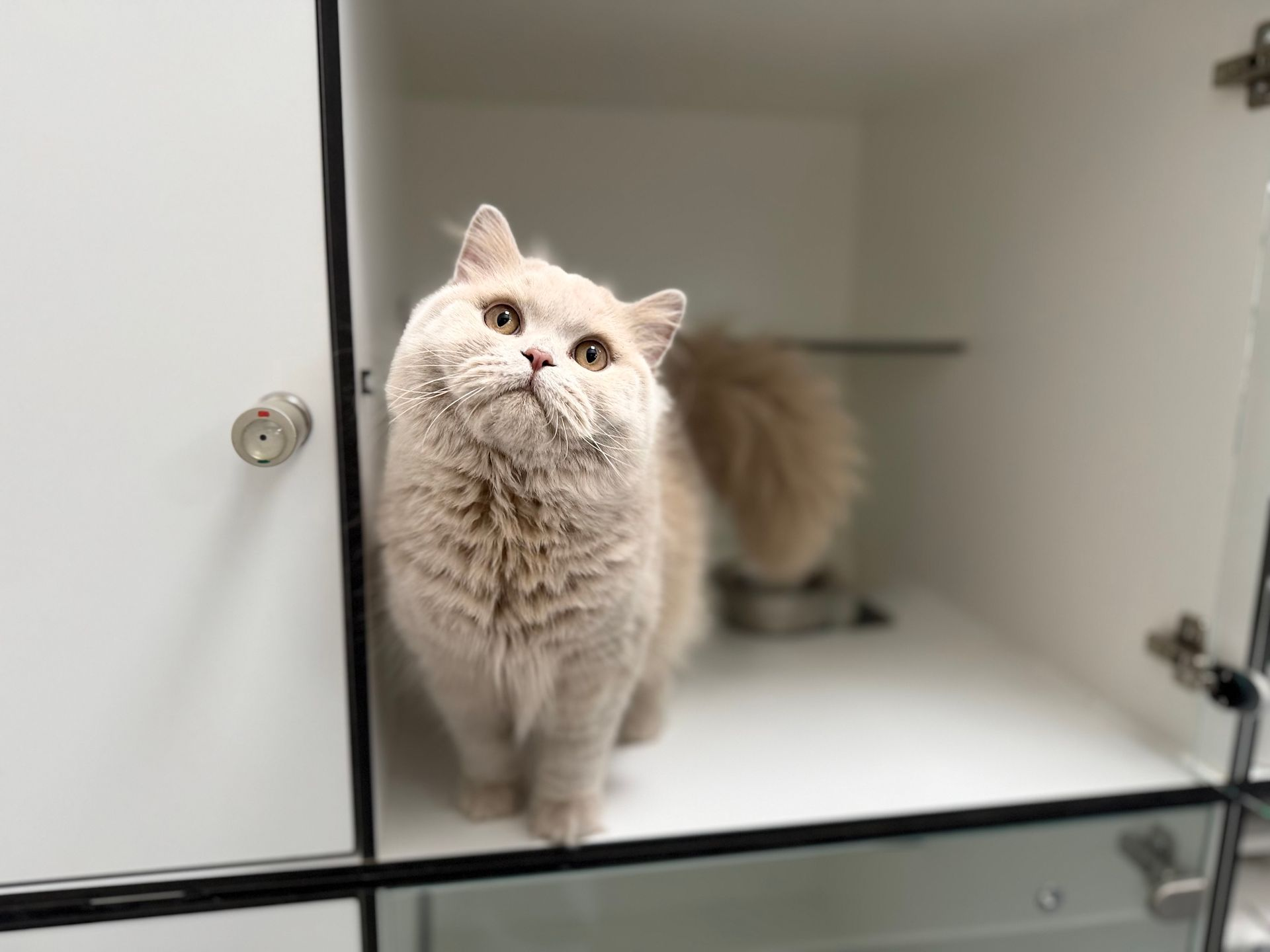 mon chat est hospitalisé, mon chat est malade, hospitalisation chat