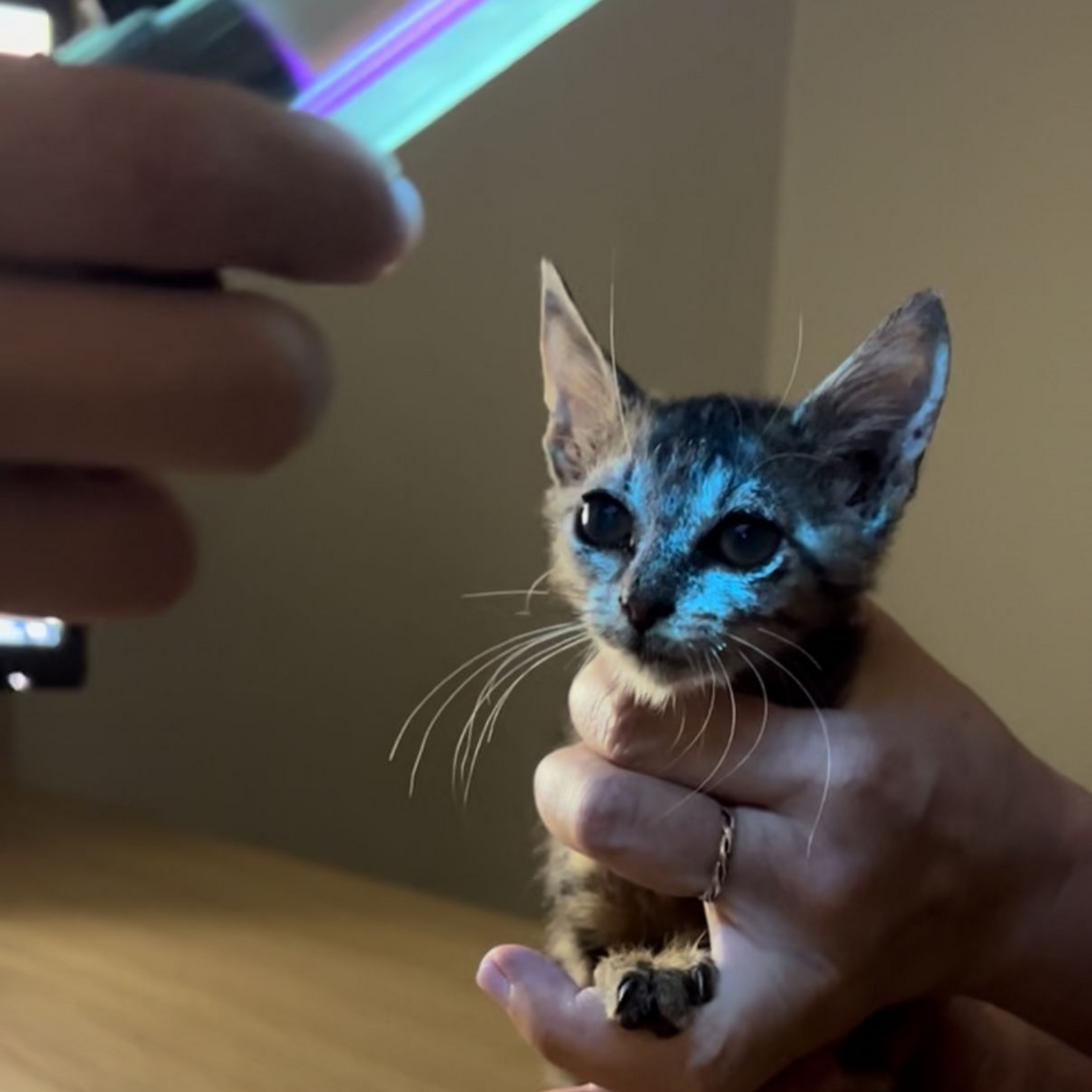 Teigne chat, teigne féline, mycose chat, infection cutanée chat, symptômes teigne chat, traitement teigne chat, teigne chat contagieuse humain, prévention teigne chat, soigner teigne chat naturellement, teigne chez le chat causes et soins, consultation vétérinaire teigne chat  Entrechats Lyon, consultation vétérinaire chat, vétérinaire chat Lyon, mon chat et moi Lyon, mon chat et moi Rhône, vaccination chat Lyon, médecine féline, soins chat, vétérinaire félin Rhône, check-up chat, prévention santé chat, vétérinaire comportement chat, chat stressé vétérinaire, chat agressif vétérinaire, comportement félin, clinique Cat Friendly Lyon, bien-être félin, soins doux chat, apaiser chat, hospitalisation chat, chirurgie féline, anesthésie chat, soins post-opératoires chat, hôpital vétérinaire Rhône, clinique féline Lyon, surveillance vétérinaire chat, chirurgie douce chat, nutrition féline, alimentation chat, prévention maladies chat, conseils vétérinaires chat, suivi de poids chat, santé féline Lyon, vétérinaire nutrition chat,clinique Cat Friendly Lyon, équipe vétérinaire chats, vétérinaire félin Lyon, médecine du chat, bien-être félin, soins respectueux, spécialiste chat Lyon, conseils vétérinaires chat, blog chat, santé du chat, comportement félin, soins chat Lyon, prévention chat