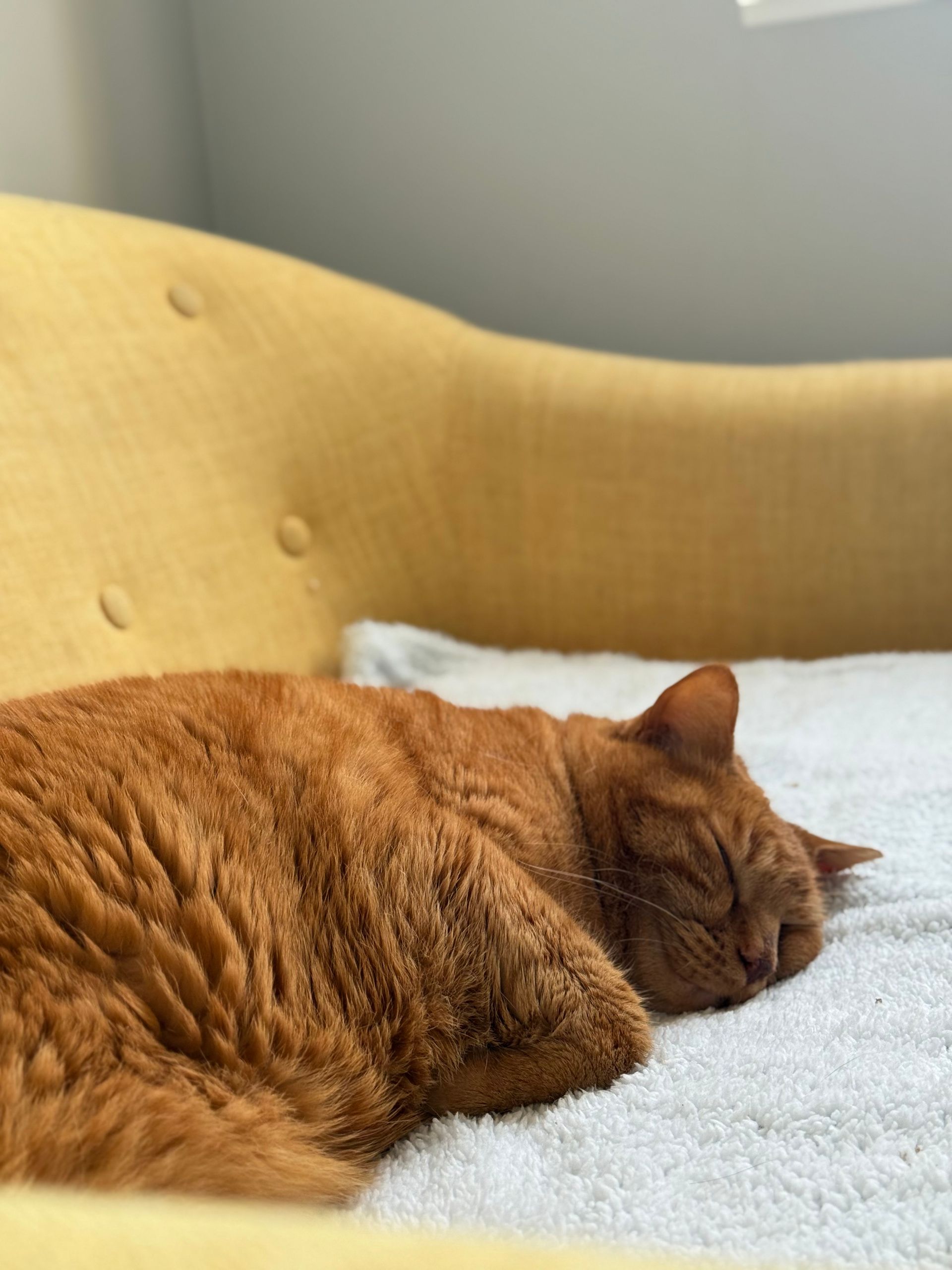 clinique vétérinaire féline, vétérinaire pour chats, vétérinaire spécialiste du chat, médecine féline, clinique féline Lyon, vétérinaire chats Lyon, soins pour chats, clinique Cat Friendly Lyon, hôpital pour chats, bien-être félin, spécialiste chat Rhône, Entrechats Lyon, consultation vétérinaire chat, vétérinaire chat Lyon, mon chat et moi Lyon, mon chat et moi Rhône, vaccination chat Lyon, médecine féline, soins chat, vétérinaire félin Rhône, check-up chat, prévention santé chat, vétérinaire comportement chat, chat stressé vétérinaire, chat agressif vétérinaire, comportement félin, clinique Cat Friendly Lyon, bien-être félin, soins doux chat, apaiser chat, hospitalisation chat, chirurgie féline, anesthésie chat, soins post-opératoires chat, hôpital vétérinaire Rhône, clinique féline Lyon, surveillance vétérinaire chat, chirurgie douce chat, nutrition féline, alimentation chat, prévention maladies chat, conseils vétérinaires chat, suivi de poids chat, santé féline Lyon, vétérinaire nutrition chat,clinique Cat Friendly Lyon, équipe vétérinaire chats, vétérinaire félin Lyon, médecine du chat, bien-être félin, soins respectueux, spécialiste chat Lyon, conseils vétérinaires chat, blog chat, santé du chat, comportement félin, soins chat Lyon, prévention chat,