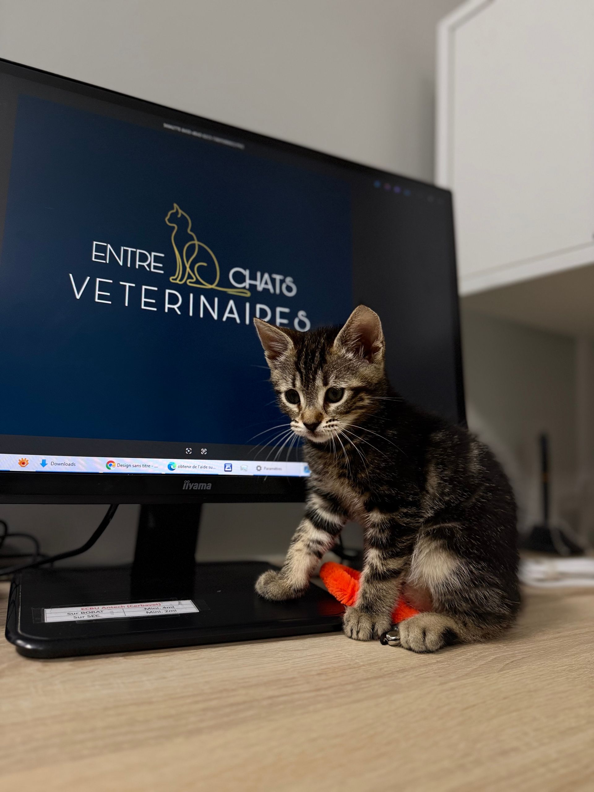 clinique vétérinaire féline, vétérinaire pour chats, vétérinaire spécialiste du chat, médecine féline, clinique féline Lyon, vétérinaire chats Lyon, soins pour chats, clinique Cat Friendly Lyon, hôpital pour chats, bien-être félin, spécialiste chat Rhône, Entrechats Lyon, consultation vétérinaire chat, vétérinaire chat Lyon, mon chat et moi Lyon, mon chat et moi Rhône, vaccination chat Lyon, médecine féline, soins chat, vétérinaire félin Rhône, check-up chat, prévention santé chat, vétérinaire comportement chat, chat stressé vétérinaire, chat agressif vétérinaire, comportement félin, clinique Cat Friendly Lyon, bien-être félin, soins doux chat, apaiser chat, hospitalisation chat, chirurgie féline, anesthésie chat, soins post-opératoires chat, hôpital vétérinaire Rhône, clinique féline Lyon, surveillance vétérinaire chat, chirurgie douce chat, nutrition féline, alimentation chat, prévention maladies chat, conseils vétérinaires chat, suivi de poids chat, santé féline Lyon, vétérinaire nutrition chat,clinique Cat Friendly Lyon, équipe vétérinaire chats, vétérinaire félin Lyon, médecine du chat, bien-être félin, soins respectueux, spécialiste chat Lyon, conseils vétérinaires chat, blog chat, santé du chat, comportement félin, soins chat Lyon, prévention chat,