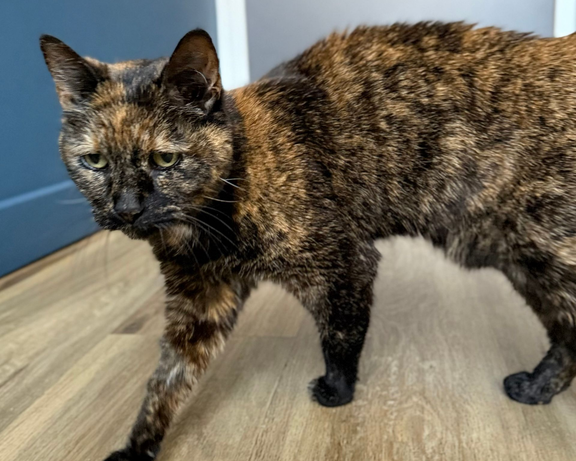 thyroide chat ,clinique vétérinaire féline, vétérinaire pour chats, vétérinaire spécialiste du chat, médecine féline, clinique féline Lyon, vétérinaire chats Lyon, soins pour chats, clinique Cat Friendly Lyon, hôpital pour chats, bien-être félin, spécialiste chat Rhône, Entrechats Lyon, consultation vétérinaire chat, vétérinaire chat Lyon, mon chat et moi Lyon, mon chat et moi Rhône, vaccination chat Lyon, médecine féline, soins chat, vétérinaire félin Rhône, check-up chat, prévention santé chat, vétérinaire comportement chat, chat stressé vétérinaire, chat agressif vétérinaire, comportement félin, clinique Cat Friendly Lyon, bien-être félin, soins doux chat, apaiser chat, hospitalisation chat, chirurgie féline, anesthésie chat, soins post-opératoires chat, hôpital vétérinaire Rhône, clinique féline Lyon, surveillance vétérinaire chat, chirurgie douce chat, nutrition féline, alimentation chat, prévention maladies chat, conseils vétérinaires chat, suivi de poids chat, santé féline Lyon, vétérinaire nutrition chat,clinique Cat Friendly Lyon, équipe vétérinaire chats, vétérinaire félin Lyon, médecine du chat, bien-être félin, soins respectueux, spécialiste chat Lyon, conseils vétérinaires chat, blog chat, santé du chat, comportement félin, soins chat Lyon, prévention chat,