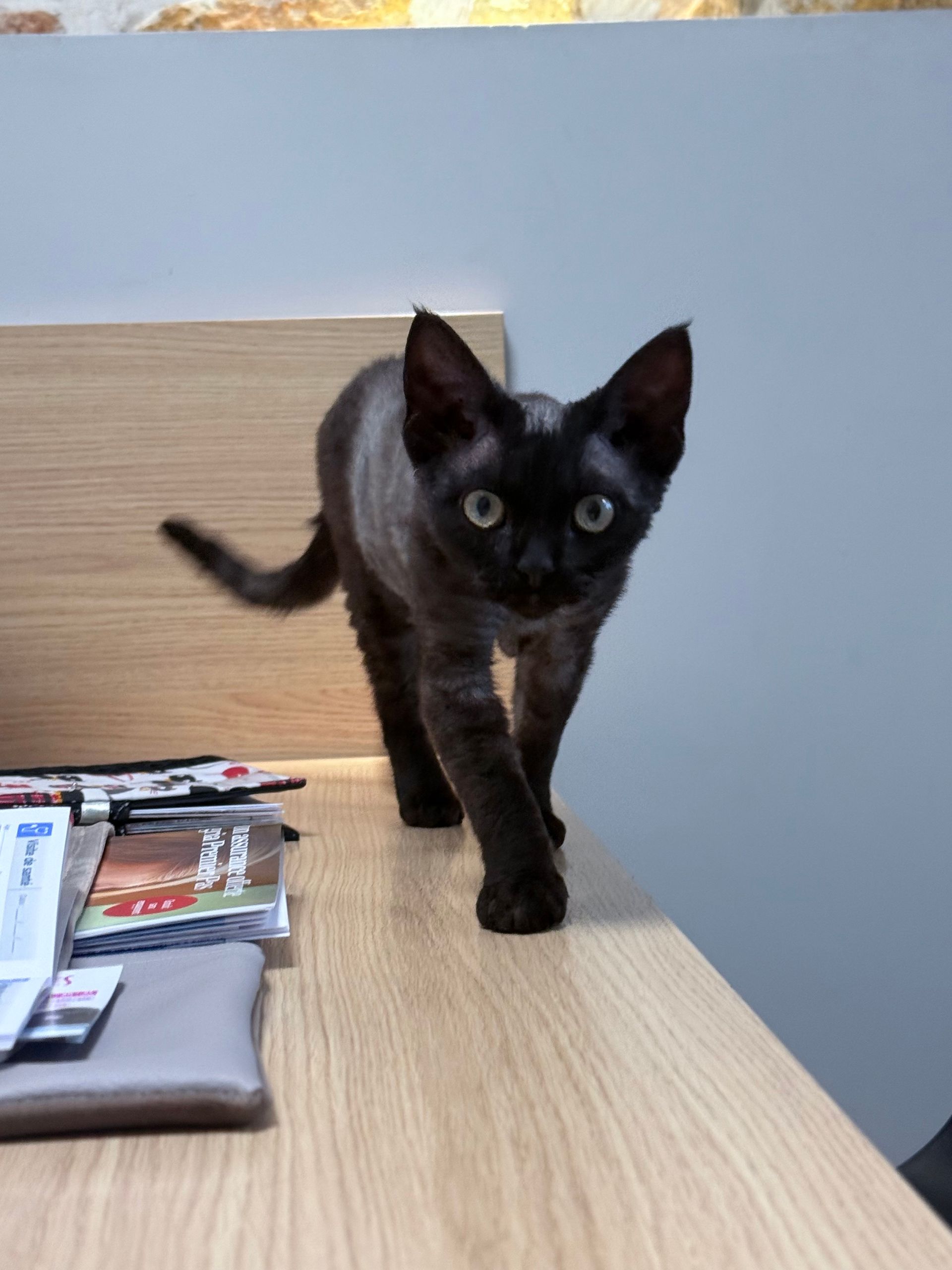 clinique vétérinaire féline, vétérinaire pour chats, vétérinaire spécialiste du chat, médecine féline, clinique féline Lyon, vétérinaire chats Lyon, soins pour chats, clinique Cat Friendly Lyon, hôpital pour chats, bien-être félin, spécialiste chat Rhône, Entrechats Lyon, consultation vétérinaire chat, vétérinaire chat Lyon, mon chat et moi Lyon, mon chat et moi Rhône, vaccination chat Lyon, médecine féline, soins chat, vétérinaire félin Rhône, check-up chat, prévention santé chat, vétérinaire comportement chat, chat stressé vétérinaire, chat agressif vétérinaire, comportement félin, clinique Cat Friendly Lyon, bien-être félin, soins doux chat, apaiser chat, hospitalisation chat, chirurgie féline, anesthésie chat, soins post-opératoires chat, hôpital vétérinaire Rhône, clinique féline Lyon, surveillance vétérinaire chat, chirurgie douce chat, nutrition féline, alimentation chat, prévention maladies chat, conseils vétérinaires chat, suivi de poids chat, santé féline Lyon, vétérinaire nutrition chat,clinique Cat Friendly Lyon, équipe vétérinaire chats, vétérinaire félin Lyon, médecine du chat, bien-être félin, soins respectueux, spécialiste chat Lyon, conseils vétérinaires chat, blog chat, santé du chat, comportement félin, soins chat Lyon, prévention chat,