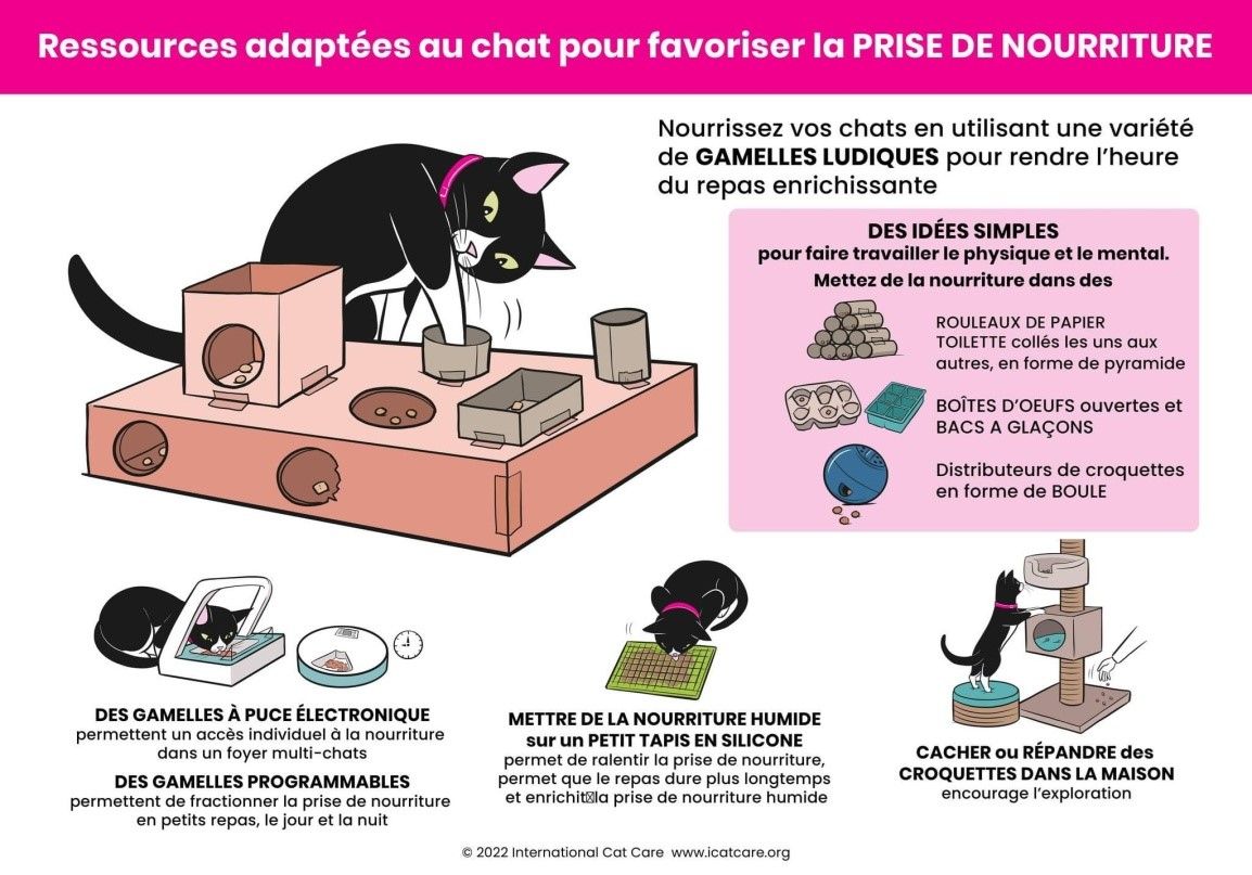 mon chat est malpropre, mon chat fait a cote de sa lititere, mon chat pisse partout, mon chat ne va pas dans la litière, mon chat fait du marquage urinaire, mon chat est pas propre, comment faire pour que mon chat fasse pipi dans la litière, mon chat urine sur les canapés, mon chat urine sur les lits,  Entrechats Lyon, consultation vétérinaire chat, vétérinaire chat Lyon, mon chat et moi Lyon, mon chat et moi Rhône, vaccination chat Lyon, médecine féline, soins chat, vétérinaire félin Rhône, check-up chat, prévention santé chat, vétérinaire comportement chat, chat stressé vétérinaire, chat agressif vétérinaire, comportement félin, clinique Cat Friendly Lyon, bien-être félin, soins doux chat, apaiser chat, hospitalisation chat, chirurgie féline, anesthésie chat, soins post-opératoires chat, hôpital vétérinaire Rhône, clinique féline Lyon, surveillance vétérinaire chat, chirurgie douce chat, nutrition féline, alimentation chat, prévention maladies chat, conseils vétérinaires chat, suivi de poids chat, santé féline Lyon, vétérinaire nutrition chat,clinique Cat Friendly Lyon, équipe vétérinaire chats, vétérinaire félin Lyon, médecine du chat, bien-être félin, soins respectueux, spécialiste chat Lyon, conseils vétérinaires chat, blog chat, santé du chat, comportement félin, soins chat Lyon, prévention chat