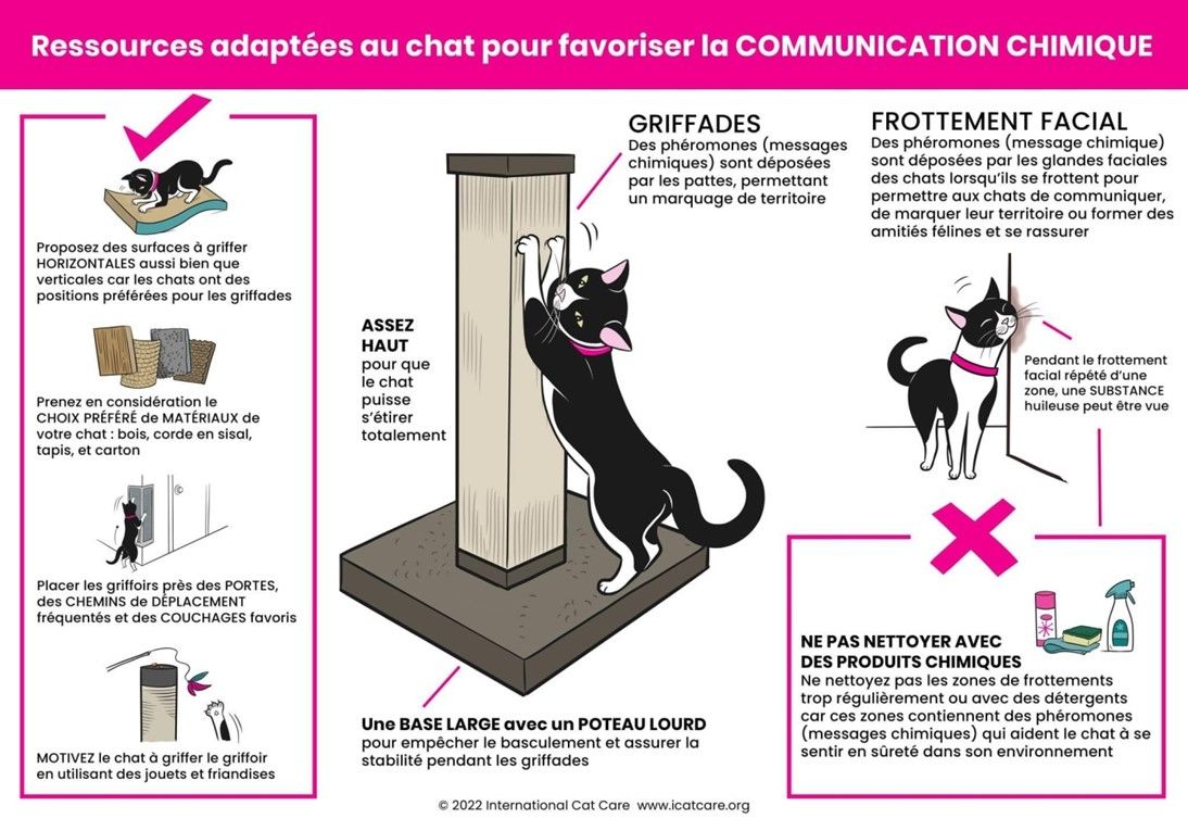 mon chat est malpropre, mon chat fait a cote de sa lititere, mon chat pisse partout, mon chat ne va pas dans la litière, mon chat fait du marquage urinaire, mon chat est pas propre, comment faire pour que mon chat fasse pipi dans la litière, mon chat urine sur les canapés, mon chat urine sur les lits,  Entrechats Lyon, consultation vétérinaire chat, vétérinaire chat Lyon, mon chat et moi Lyon, mon chat et moi Rhône, vaccination chat Lyon, médecine féline, soins chat, vétérinaire félin Rhône, check-up chat, prévention santé chat, vétérinaire comportement chat, chat stressé vétérinaire, chat agressif vétérinaire, comportement félin, clinique Cat Friendly Lyon, bien-être félin, soins doux chat, apaiser chat, hospitalisation chat, chirurgie féline, anesthésie chat, soins post-opératoires chat, hôpital vétérinaire Rhône, clinique féline Lyon, surveillance vétérinaire chat, chirurgie douce chat, nutrition féline, alimentation chat, prévention maladies chat, conseils vétérinaires chat, suivi de poids chat, santé féline Lyon, vétérinaire nutrition chat,clinique Cat Friendly Lyon, équipe vétérinaire chats, vétérinaire félin Lyon, médecine du chat, bien-être félin, soins respectueux, spécialiste chat Lyon, conseils vétérinaires chat, blog chat, santé du chat, comportement félin, soins chat Lyon, prévention chat