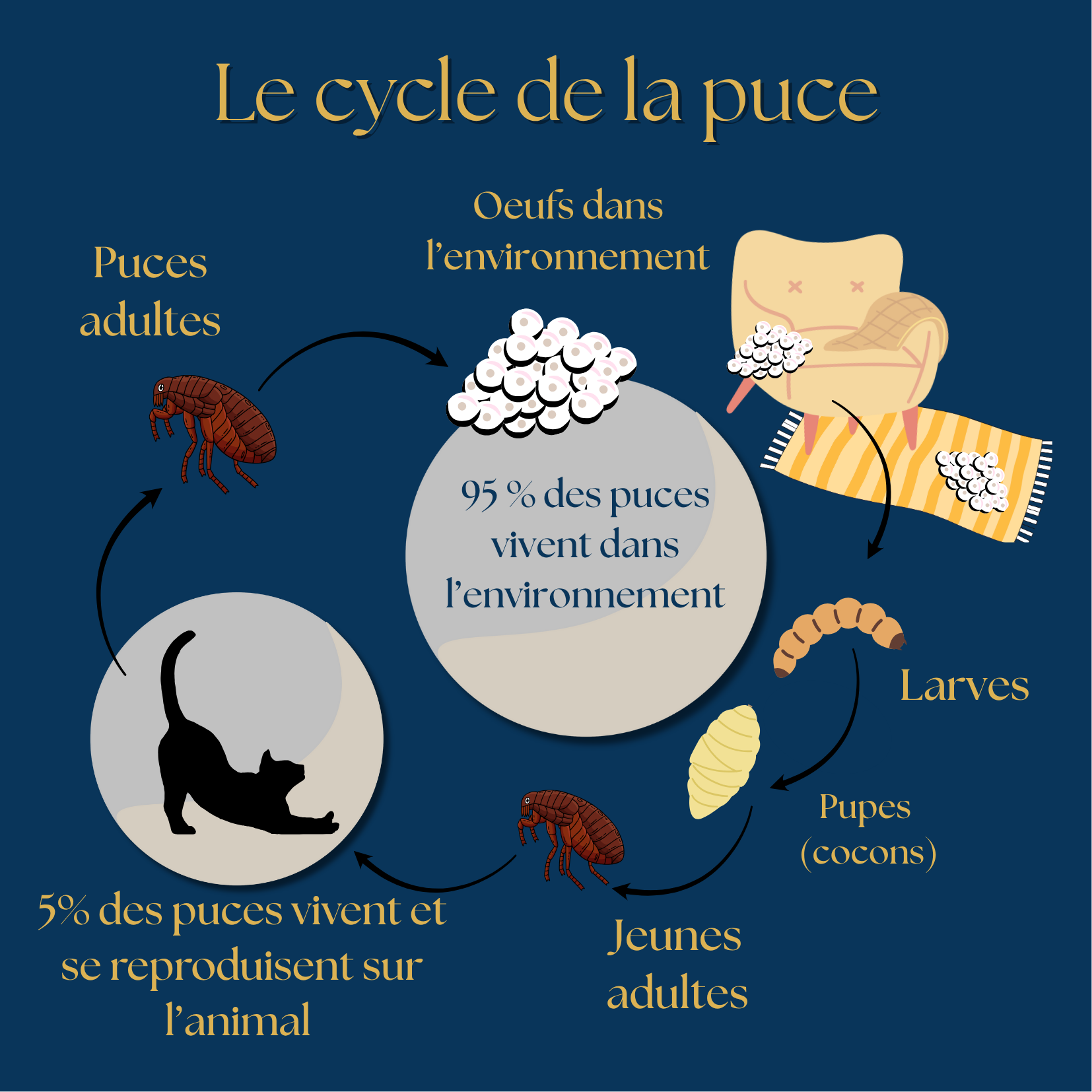 puces, mon chat a des puces, infestation de puces, le cycle de la puce, clinique vétérinaire féline, vétérinaire pour chats, vétérinaire spécialiste du chat, médecine féline, clinique féline Lyon, vétérinaire chats Lyon, soins pour chats, clinique Cat Friendly Lyon, hôpital pour chats, bien-être félin, spécialiste chat Rhône, Entrechats Lyon, consultation vétérinaire chat, vétérinaire chat Lyon, mon chat et moi Lyon, mon chat et moi Rhône, vaccination chat Lyon, médecine féline, soins chat, vétérinaire félin Rhône, check-up chat, prévention santé chat, vétérinaire comportement chat, chat stressé vétérinaire, chat agressif vétérinaire, comportement félin, clinique Cat Friendly Lyon, bien-être félin, soins doux chat, apaiser chat, hospitalisation chat, chirurgie féline, anesthésie chat, soins post-opératoires chat, hôpital vétérinaire Rhône, clinique féline Lyon, surveillance vétérinaire chat, chirurgie douce chat, nutrition féline, alimentation chat, prévention maladies chat, conseils vétérinaires chat, suivi de poids chat, santé féline Lyon, vétérinaire nutrition chat,clinique Cat Friendly Lyon, équipe vétérinaire chats, vétérinaire félin Lyon, médecine du chat, bien-être félin, soins respectueux, spécialiste chat Lyon, conseils vétérinaires chat, blog chat, santé du chat, comportement félin, soins chat Lyon, prévention chat,