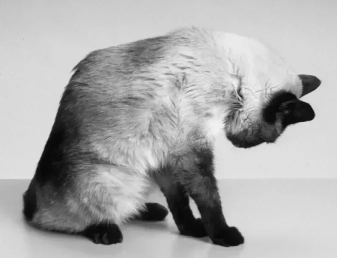 mon chat est insuffisant rénal, comment savoir si mon chat est insuffisant renal, insuffisance renal du chat , mon chat boit plus, mon chat maigrit ,vétérinaire féline, vétérinaire pour chats, vétérinaire spécialiste du chat, médecine féline, clinique féline Lyon, vétérinaire chats Lyon, soins pour chats, clinique Cat Friendly Lyon, hôpital pour chats, bien-être félin, spécialiste chat Rhône, Entrechats Lyon, consultation vétérinaire chat, vétérinaire chat Lyon, mon chat et moi Lyon, mon chat et moi Rhône, vaccination chat Lyon, médecine féline, soins chat, vétérinaire félin Rhône, check-up chat, prévention santé chat, vétérinaire comportement chat, chat stressé vétérinaire, chat agressif vétérinaire, comportement félin, clinique Cat Friendly Lyon, bien-être félin, soins doux chat, apaiser chat, hospitalisation chat, chirurgie féline, anesthésie chat, soins post-opératoires chat, hôpital vétérinaire Rhône, clinique féline Lyon, surveillance vétérinaire chat, chirurgie douce chat, nutrition féline, alimentation chat, prévention maladies chat, conseils vétérinaires chat, suivi de poids chat, santé féline Lyon, vétérinaire nutrition chat,clinique Cat Friendly Lyon, équipe vétérinaire chats, vétérinaire félin Lyon, médecine du chat, bien-être félin, soins respectueux, spécialiste chat Lyon, conseils vétérinaires chat, blog chat, santé du chat, comportement félin, soins chat Lyon, prévention chat