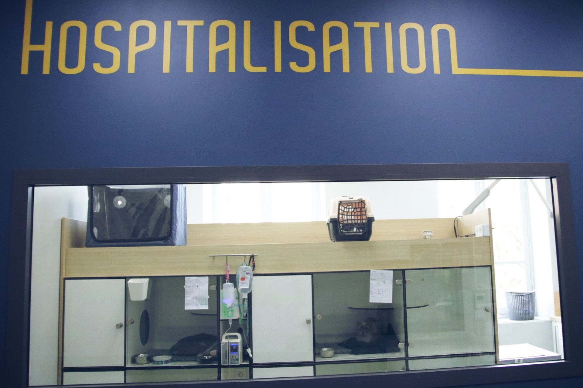 clinique vétérinaire féline, vétérinaire pour chats, vétérinaire spécialiste du chat, médecine féline, clinique féline Lyon, vétérinaire chats Lyon, soins pour chats, clinique Cat Friendly Lyon, hôpital pour chats, bien-être félin, spécialiste chat Rhône, Entrechats Lyon, consultation vétérinaire chat, vétérinaire chat Lyon, mon chat et moi Lyon, mon chat et moi Rhône, vaccination chat Lyon, médecine féline, soins chat, vétérinaire félin Rhône, check-up chat, prévention santé chat, vétérinaire comportement chat, chat stressé vétérinaire, chat agressif vétérinaire, comportement félin, clinique Cat Friendly Lyon, bien-être félin, soins doux chat, apaiser chat, hospitalisation chat, chirurgie féline, anesthésie chat, soins post-opératoires chat, hôpital vétérinaire Rhône, clinique féline Lyon, surveillance vétérinaire chat, chirurgie douce chat, nutrition féline, alimentation chat, prévention maladies chat, conseils vétérinaires chat, suivi de poids chat, santé féline Lyon, vétérinaire nutrition chat,clinique Cat Friendly Lyon, équipe vétérinaire chats, vétérinaire félin Lyon, médecine du chat, bien-être félin, soins respectueux, spécialiste chat Lyon, conseils vétérinaires chat, blog chat, santé du chat, comportement félin, soins chat Lyon, prévention chat,