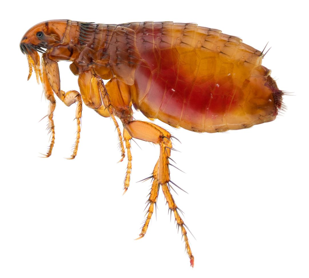 puces , infestation de puces, mon chat a des puces, clinique vétérinaire féline, vétérinaire pour chats, vétérinaire spécialiste du chat, médecine féline, clinique féline Lyon, vétérinaire chats Lyon, soins pour chats, clinique Cat Friendly Lyon, hôpital pour chats, bien-être félin, spécialiste chat Rhône, Entrechats Lyon, consultation vétérinaire chat, vétérinaire chat Lyon, mon chat et moi Lyon, mon chat et moi Rhône, vaccination chat Lyon, médecine féline, soins chat, vétérinaire félin Rhône, check-up chat, prévention santé chat, vétérinaire comportement chat, chat stressé vétérinaire, chat agressif vétérinaire, comportement félin, clinique Cat Friendly Lyon, bien-être félin, soins doux chat, apaiser chat, hospitalisation chat, chirurgie féline, anesthésie chat, soins post-opératoires chat, hôpital vétérinaire Rhône, clinique féline Lyon, surveillance vétérinaire chat, chirurgie douce chat, nutrition féline, alimentation chat, prévention maladies chat, conseils vétérinaires chat, suivi de poids chat, santé féline Lyon, vétérinaire nutrition chat,clinique Cat Friendly Lyon, équipe vétérinaire chats, vétérinaire félin Lyon, médecine du chat, bien-être félin, soins respectueux, spécialiste chat Lyon, conseils vétérinaires chat, blog chat, santé du chat, comportement félin, soins chat Lyon, prévention chat,