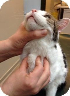 Thyroîde chat,clinique vétérinaire féline, vétérinaire pour chats, vétérinaire spécialiste du chat, médecine féline, clinique féline Lyon, vétérinaire chats Lyon, soins pour chats, clinique Cat Friendly Lyon, hôpital pour chats, bien-être félin, spécialiste chat Rhône, Entrechats Lyon, consultation vétérinaire chat, vétérinaire chat Lyon, mon chat et moi Lyon, mon chat et moi Rhône, vaccination chat Lyon, médecine féline, soins chat, vétérinaire félin Rhône, check-up chat, prévention santé chat, vétérinaire comportement chat, chat stressé vétérinaire, chat agressif vétérinaire, comportement félin, clinique Cat Friendly Lyon, bien-être félin, soins doux chat, apaiser chat, hospitalisation chat, chirurgie féline, anesthésie chat, soins post-opératoires chat, hôpital vétérinaire Rhône, clinique féline Lyon, surveillance vétérinaire chat, chirurgie douce chat, nutrition féline, alimentation chat, prévention maladies chat, conseils vétérinaires chat, suivi de poids chat, santé féline Lyon, vétérinaire nutrition chat,clinique Cat Friendly Lyon, équipe vétérinaire chats, vétérinaire félin Lyon, médecine du chat, bien-être félin, soins respectueux, spécialiste chat Lyon, conseils vétérinaires chat, blog chat, santé du chat, comportement félin, soins chat Lyon, prévention chat,
