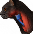 thyroide chat ,clinique vétérinaire féline, vétérinaire pour chats, vétérinaire spécialiste du chat, médecine féline, clinique féline Lyon, vétérinaire chats Lyon, soins pour chats, clinique Cat Friendly Lyon, hôpital pour chats, bien-être félin, spécialiste chat Rhône, Entrechats Lyon, consultation vétérinaire chat, vétérinaire chat Lyon, mon chat et moi Lyon, mon chat et moi Rhône, vaccination chat Lyon, médecine féline, soins chat, vétérinaire félin Rhône, check-up chat, prévention santé chat, vétérinaire comportement chat, chat stressé vétérinaire, chat agressif vétérinaire, comportement félin, clinique Cat Friendly Lyon, bien-être félin, soins doux chat, apaiser chat, hospitalisation chat, chirurgie féline, anesthésie chat, soins post-opératoires chat, hôpital vétérinaire Rhône, clinique féline Lyon, surveillance vétérinaire chat, chirurgie douce chat, nutrition féline, alimentation chat, prévention maladies chat, conseils vétérinaires chat, suivi de poids chat, santé féline Lyon, vétérinaire nutrition chat,clinique Cat Friendly Lyon, équipe vétérinaire chats, vétérinaire félin Lyon, médecine du chat, bien-être félin, soins respectueux, spécialiste chat Lyon, conseils vétérinaires chat, blog chat, santé du chat, comportement félin, soins chat Lyon, prévention chat,